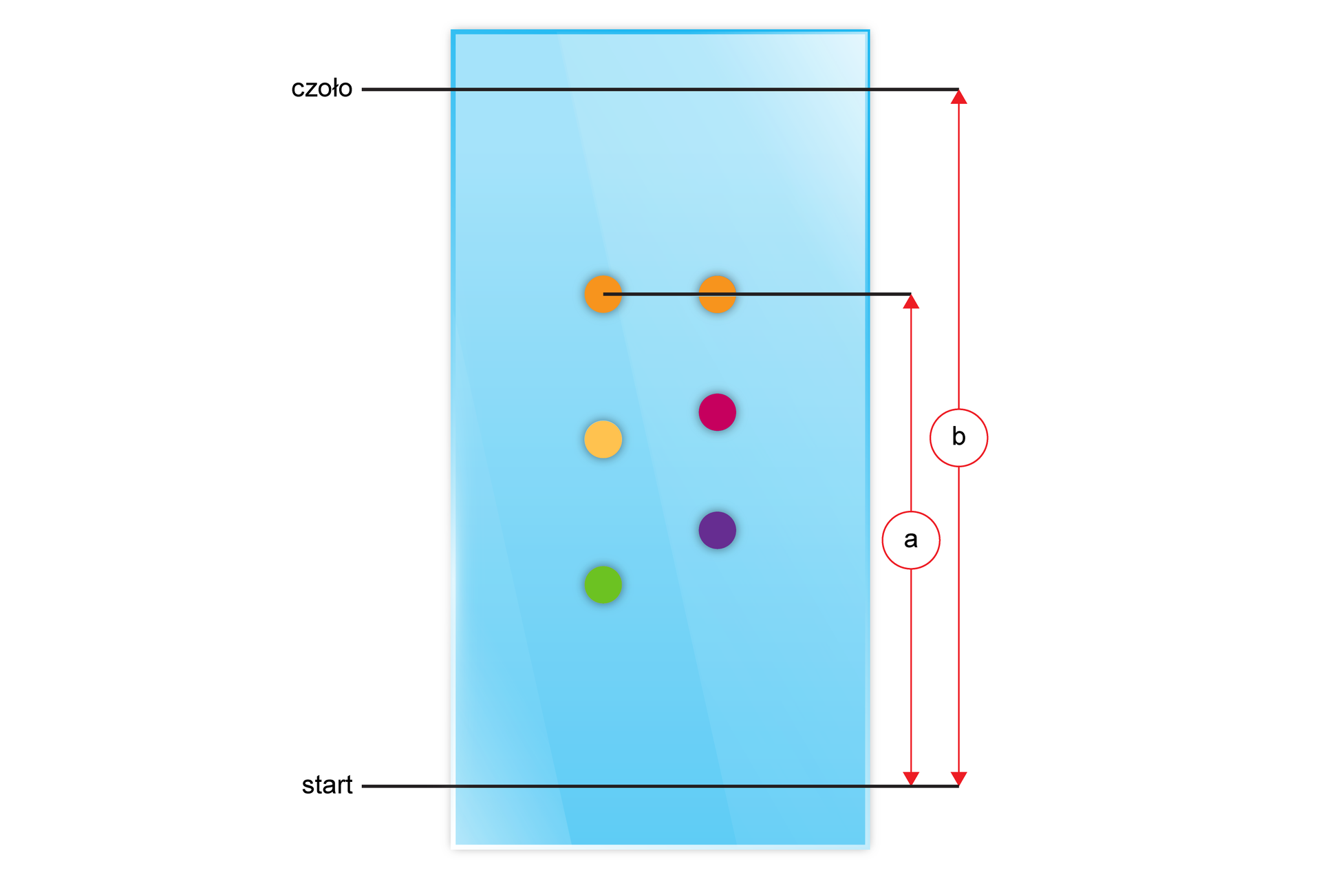 Ilustracja przedstawiająca płytkę TLC po przeprowadzonej chromatografii. Płytka ma kształt prostokąta,  poziome krawędzie są węższe od pionowych. W niewielkiej odległości od dolnej krawędzi poprowadzona prosta równoległa do tejże krawędzi będąca linią startu. Z kolei w niewielkiej odległości od górnej krawędzi poprowadzona jest równoległa prosta do tejże krawędzi będąca czołem, to znaczy miejscem, w którym następuje koniec wywoływania płytki. Na plamce zaznaczone są w dwóch kolumnach po trzy różnobarwne plamki pod sobą, każda na innej wysokości. Nastąpił podział mieszaniny. Odległość pomiędzy linią startu a środkiem plamki oznaczono jako a, zaś odległość między linią startu a czołem jako b.