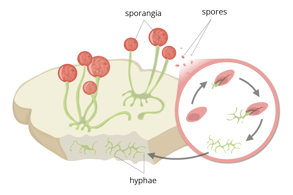 Ilustracja przedstawia kromkę chleba, na której rozwinęła się pleśń. Wewnątrz gąbczastej struktury kromki znajdują się strzępki (hyphae) pleśni. Są koloru zielonego. Strzępki (hyphae) na szycie mają zarodnie (sporangia). Są one przedstawione jako czerwone kule pełne zarodników (spores). Po prawej stronie ilustracji zamieszczono powiększeniu procesu powstawania pleśni na kromce chleba. Najpierw z zarodni (sporangia) wydobywa się zarodek (spore), z którego kiełkuje strzępek pleśni, następnie powstają całe struktury strzępkowe pleśni. 