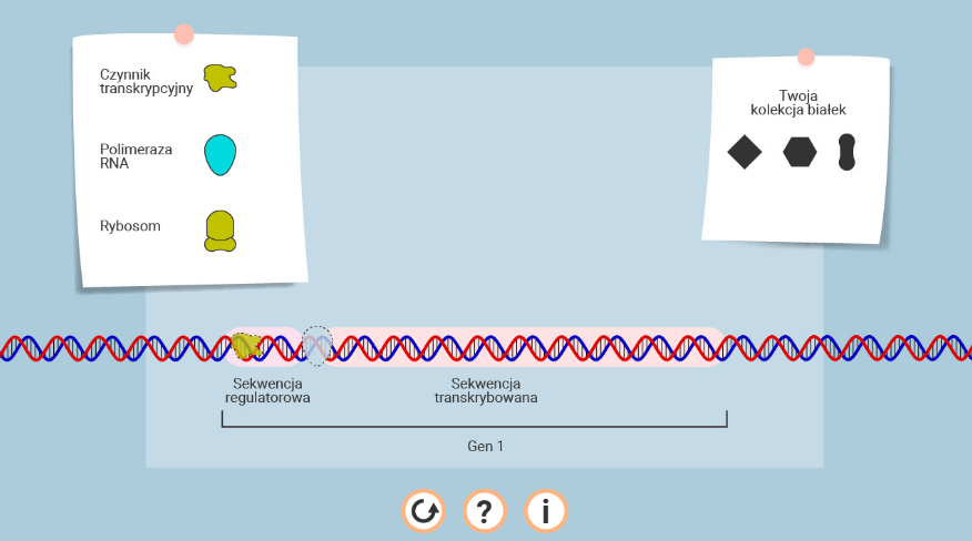 Symulacja interaktywna ma tytuł: "Budujemy białko". Pod tym napisem znajduje się owalny przycisk z napisem START. Po kliknięciu na START w lewym górnym rogu pojawia się plansza z białą powierzchnią i trzema kształtami podpisanymi jako czynnik transkrypcyjny, polimeraza RNA oraz rybosom. Poniżej widoczna jest podwójna helisa DNA. Na jej powierzchni zaznaczona jest niewielka, owalna część z podpisem sekwencji regulatorowa, odstęp oraz dłuższa, owalna część z podpisem sekwencja transkrybowana. Te dwie części są ujęte w klamrę z podpisem gen 1. Na powierzchni łańcucha DNA widoczne są cienie kształtów, na które trzeba przesunąć odpowiedni kształt z ramki. Na pole podpisane jako sekwencja regulatorowa należy przeciągnąć czynnik transkrypcyjny, a w lukę pomiędzy sekwencją regulatorową, a sekwencją transkrybowaną kształt symbolizujący polimerazą RNA. Po wykonaniu tej czynności polimeraza RNA przesuwa się po całej powierzchni fragmentu podpisanego jako sekwencja transkrybowana, następnie przesuwa się w dół, a od niej oddziela się pofalowana nić. Pojawia się kolejny cień połączony z nicią, który odpowiada kształtem rybosomowi z ramki. Po przeciągnięciu w to miejsce rybosomu nić przesuwa się wyżej i powstaje białko w kształcie rombu. Należy je dopasować do jego cienia na białym polu znajdującym się po prawej stronie z podpisem: „Twoja kolekcja białek”. Po dopasowaniu rombu do cienia w prawym dolnym rogu pojawia się owalne pole z napisem: „Następny gen”.  Po kliknięciu na to pole w lewym górnym rogu pojawia się plansza z białą powierzchnią i czterema kształtami. Dwa pierwsze podpisane są jako czynniki transkrypcyjne, kolejne jako polimeraza RNA oraz rybosom. Poniżej widoczna jest podwójna helisa DNA. Na jej powierzchni zaznaczona jest niewielka, owalna część z podpisem sekwencja regulatorowa, odstęp, oraz dłuższa niż w pierwszym ćwiczeniu, owalna część z podpisem sekwencja transkrybowana. Te dwie części są ujęte w klamrę z podpisem gen 2. Na powierzchni DNA widoczne są cienie kształtów, na które trzeba przesunąć odpowiedni kształt z ramki. Na pole podpisane jako sekwencja regulatorowa należy przeciągnąć oba czynniki transkrypcyjne, a w lukę pomiędzy sekwencją regulatorową, a sekwencją transkrybowaną kształt symbolizujący polimerazę RNA. Po wykonaniu tej czynności polimeraza RNA przesuwa się po całej powierzchni fragmentu podpisanego jako sekwencja transkrybowana, następnie przesuwa się w dół, a on niej oddziela się pofalowana nić. Pojawia się kolejny cień połączony z nicią, który odpowiada kształtem rybosomowi. Po przeciągnięciu w to miejsce rybosomu nić przesuwa się wyżej i powstaje białko w postaci sześciokąta. Należy je dopasować do jego cienia na białym polu znajdującym się po prawej stronie z podpisem: „Twoja kolekcja białek”. Po dopasowaniu sześciokąta do cienia w prawym dolnym rogu pojawia się owalne pole z napisem: „Następny gen”. Po kliknięciu na to pole w lewym górnym rogu pojawia się plansza z białą powierzchnią i czterema kształtami. Dwa pierwsze podpisane są jako czynniki transkrypcyjne, kolejne jako polimeraza RNA oraz rybosom. Poniżej widoczna jest podwójna helisa DNA. Na jej powierzchni zaznaczona jest niewielka, owalna część z podpisem sekwencja regulatorowa, odstęp, oraz jeszcze dłuższa niż w drugim ćwiczeniu, owalna część z podpisem sekwencja transkrybowana. Te dwie części są ujęte w klamrę z podpisem gen 3. Na powierzchni DNA widoczne są cienie kształtów, na które trzeba przesunąć odpowiedni kształt z ramki. Na pole podpisane jako sekwencja regulatorowa należy przeciągnąć oba czynniki transkrypcyjne, a w lukę pomiędzy sekwencją regulatorową, a sekwencją transkrybowaną kształt symbolizujący polimerazę RNA. Po wykonaniu tej czynności polimeraza RNA przesuwa się po całej powierzchni fragmentu podpisanego jako sekwencja transkrybowana, następnie przesuwa się w dół, a on niej oddziela się pofalowana nić. Pojawia się kolejny cień połączony z nicią, który odpowiada kształtem rybosomowi. Po przeciągnięciu w to miejsce rybosomu nić przesuwa się wyżej i powstaje białko w postaci owalnego kształtu rozszerzonego na końcach. Należy je dopasować do jego cienia na białym polu znajdującym się po prawej stronie z podpisem: „Twoja kolekcja białek”. Symulacja jest zakończona. 