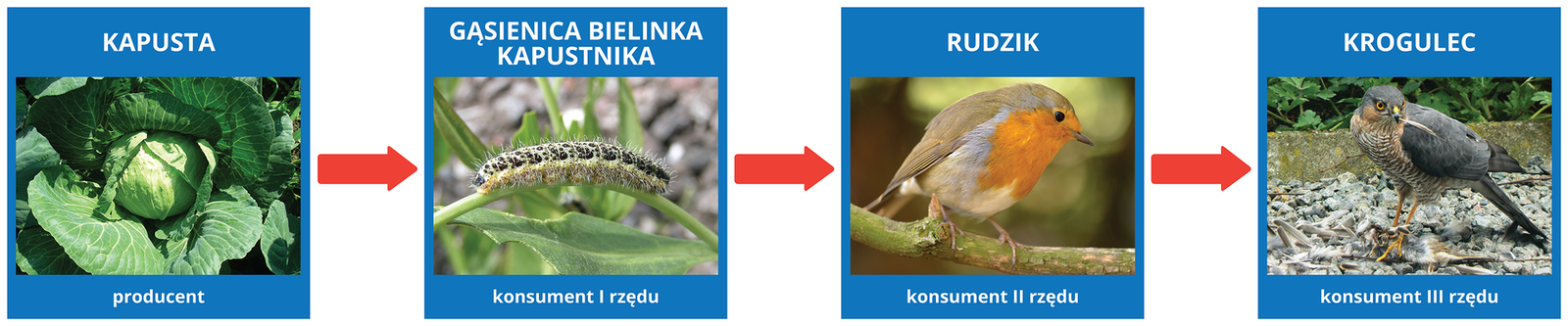 Na ilustracji schemat przykładowego łańcucha pokarmowego wraz ze zdjęciami. Kapusta (producent), następnie gąsienica bielinka kapustnika (konsument pierwszego rzędu), dalej rudzik (konsument drugiego rzędu), na koniec krogulec (konsument trzeciego rzędu).