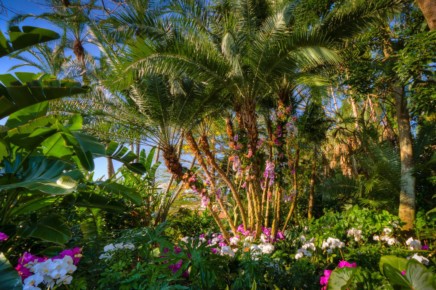 Fotografia przedstawia fragment lasu równikowego z różnorodnym gąszczem roślin. Widoczne są  kwiaty orchidei, pnące się po cienkich pniach, wysokich palm z rozłożystą koroną liści. Orchidee rosną także pod palmami wśród przyziemnym gąszczu roślinności lasów równikowych. Kwiatostany orchidei rosną jedna obok drugiej, mają wystające środki i okrągłe płatki. 