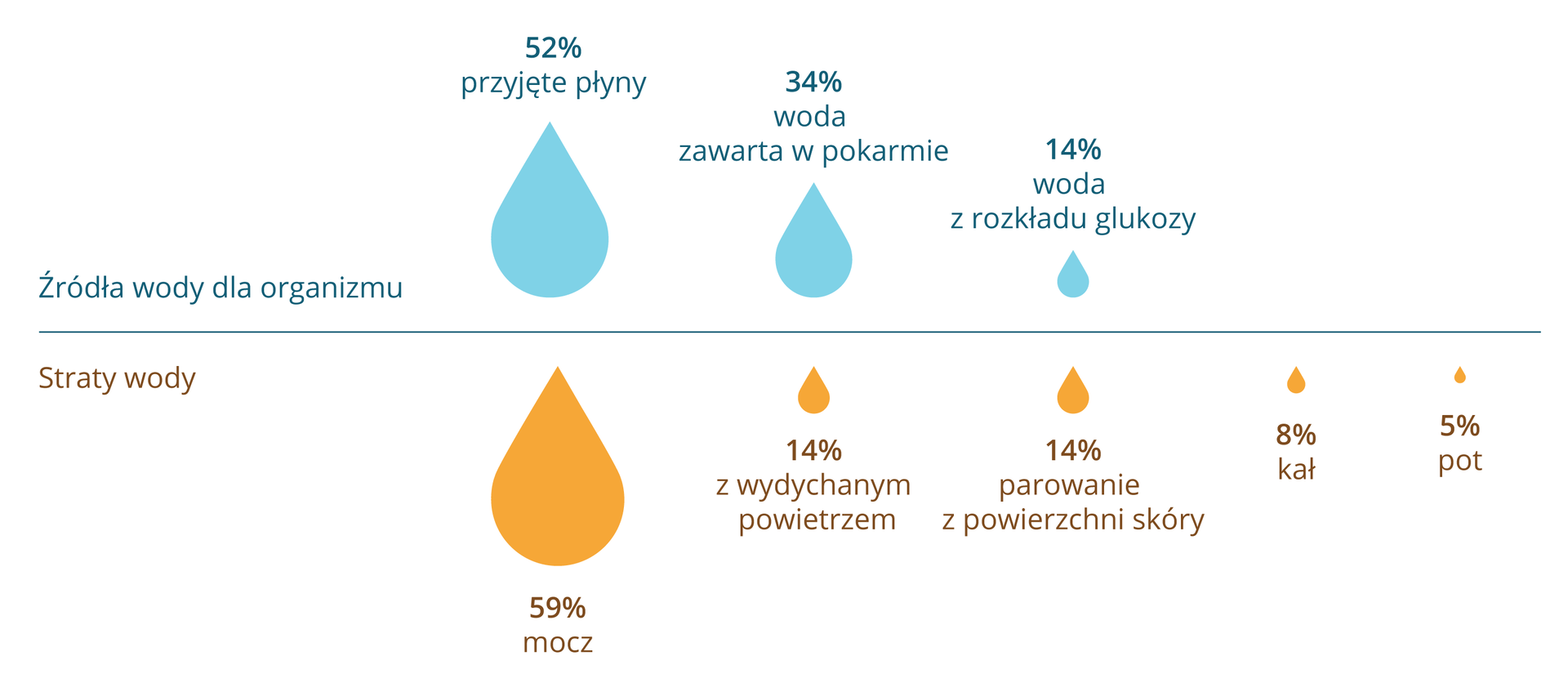 Ilustracja przedstawia schematycznie w formie kropli bilans wodny człowieka. U góry krople niebieskie wskazują źródła wody dla organizmu. Duża to przyjęte płyny, 52 procent. Mniejsza to woda zawarta w pokarmie, 34 procent. Najmniejsza kropla to woda z rozkładu glukozy, 14 procent. U dołu pomarańczowe krople to straty wody. Największa symbolizuje mocz, 59 procent. Kolejne to strata wody z wydychanym powietrzem i parowanie z powierzchni skóry, po 14 procent. 8 procent wody tracimy z kałem, a 5 procent z potem.