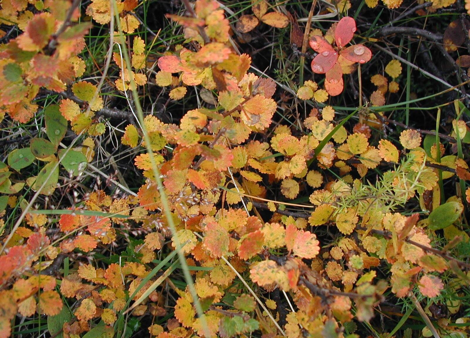 Na zdjęciu niewielki krzew z okrągłymi, pomarańczowymi listkami. 