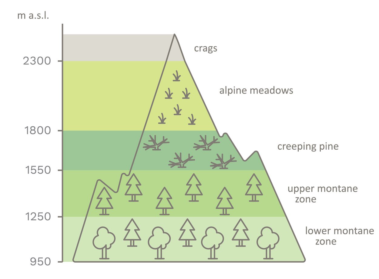 Grafika przedstawia strefy roślinne występujące w górach na różnych wysokościach: powyżej dwa tysiące trzysta metrów - turnie (crags), między tysiąc osiemset a dwa tysiące trzysta metrów - hal (alpine meadows), między tysiąc pięćset pięćdziesiąt a tysiąc osiemset metrów - kosodrzewiny (creeping pine), miedzy tysiąc dwieście pięćdziesiąt a tysiąc pięćset pięćdziesiąt metrów - regiel górny (upper montane zone), między dziewięćset pięćdziesiąt a tysiąc dwieście pięćdziesiąt metrów - regiel dolny (lower montane zone).