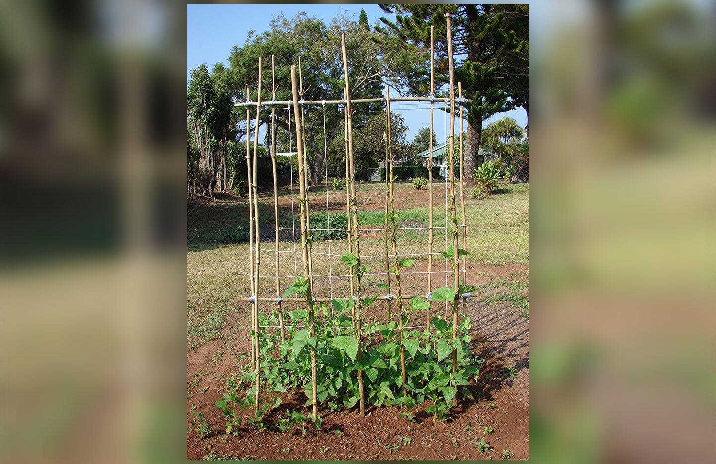 Fotografia przedstawia zielone łodygi fasoli owijające się dookoła podpór, które stanowią wysokie, powiązane ze sobą tyczki.