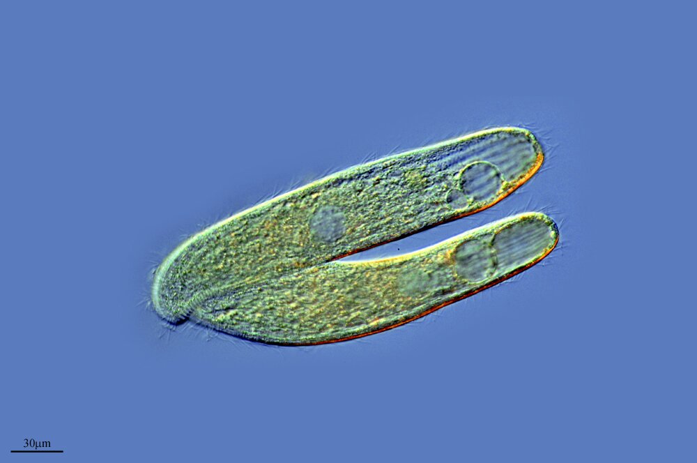 Fotografia mikroskopowa przedstawia podział pantofelka. Na zdjęciu widoczne są dwa pierwotniaki zbliżone kształtem do odcisku buta. Są połączone przednią częścią, mają kolor zielony, znajdują się na niebieskim tle. 
