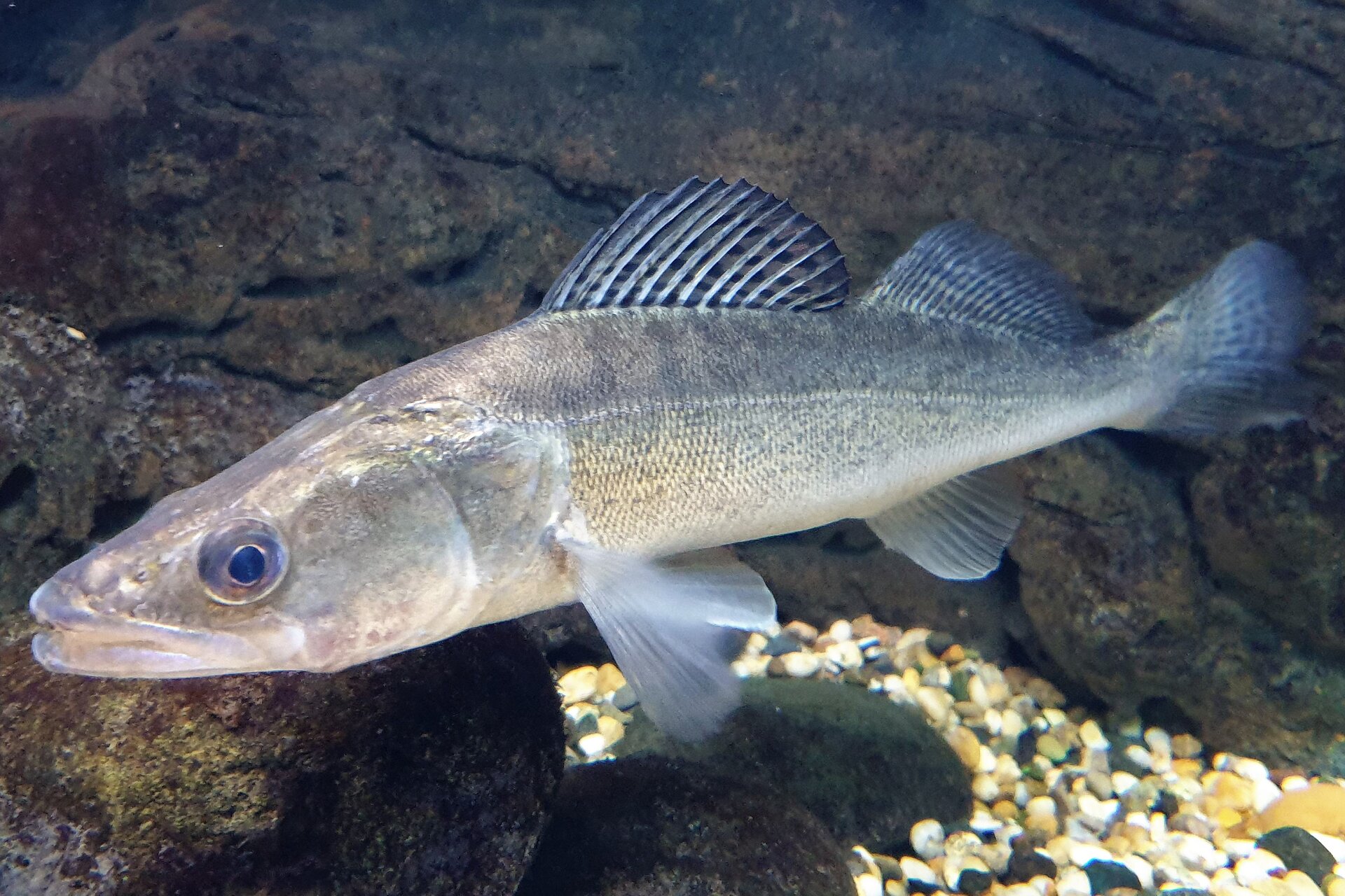 Zdjęcie przedstawia sandacza płynącego przy skalistym dnie zbiornika wodnego. Posiada on wydłużone ciało szarego koloru oraz okrągłe duże oczy. Dwie płetwy grzbietowe oraz płetwa ogonowa posiadają dodatkowo czarne kropki.