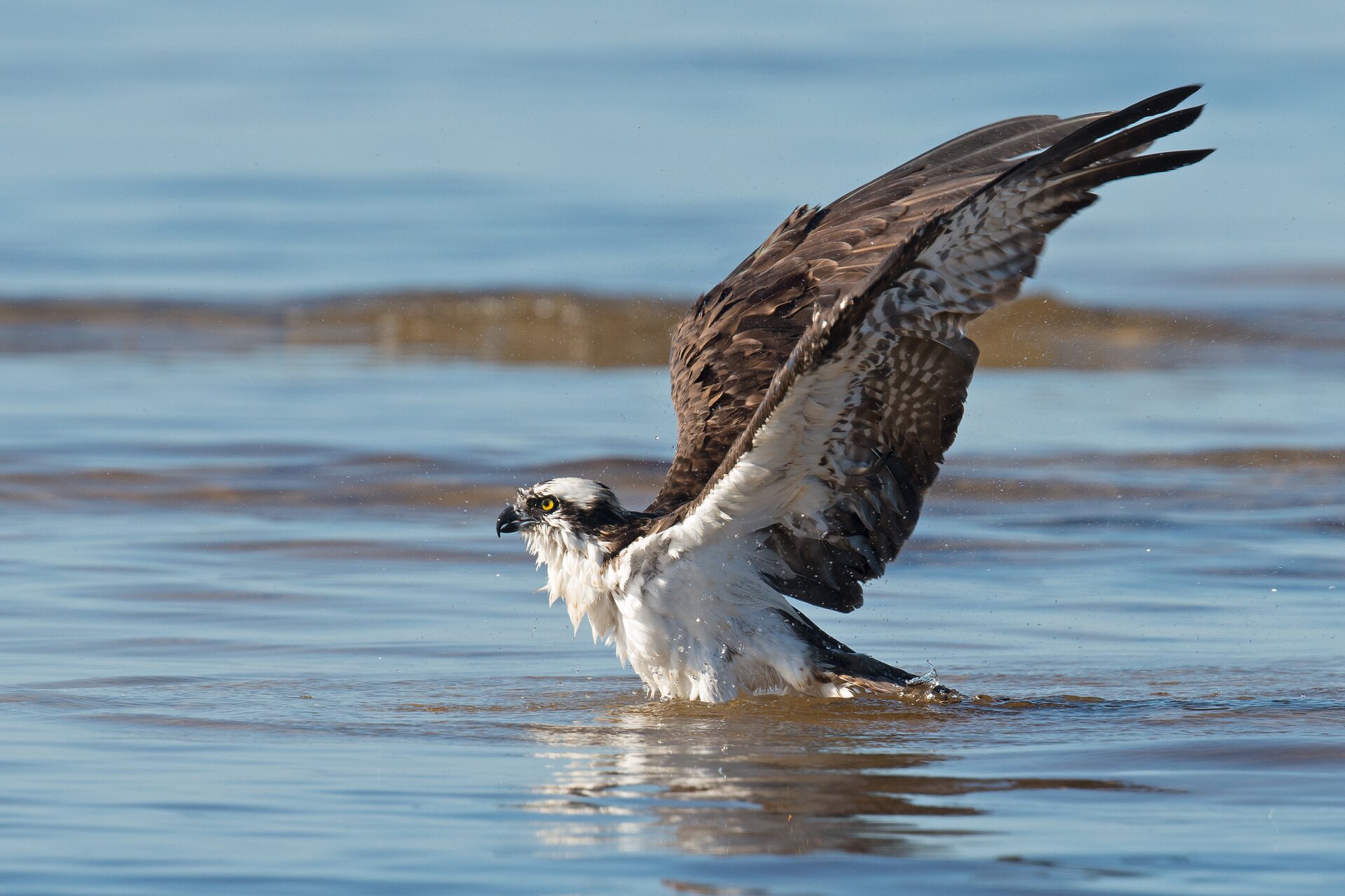 Zdjęcie przedstawia rybołowa podczas lotu, zanurzonego szponami w zbiorniku wodnym. Ptak jest biały i ma szarobrązowe skrzydła oraz czarny dziób. 