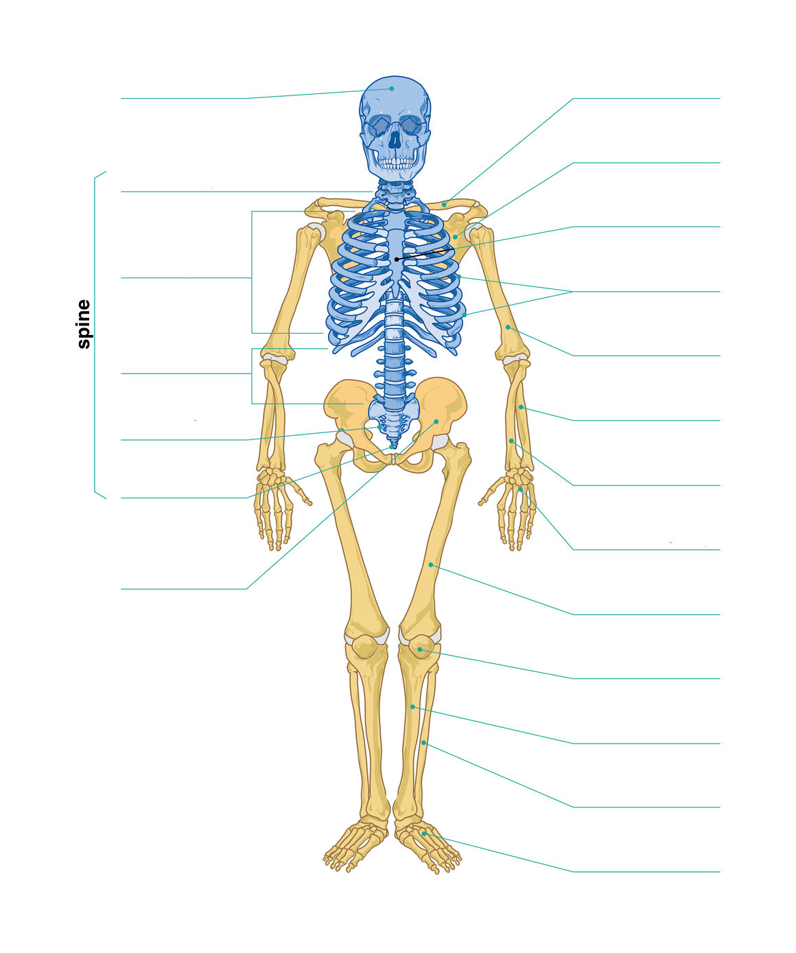 Ilustracja przedstawia żółty szkielet człowieka od przodu, kolorem niebieskim zaznaczono kości szkieletu osiowego. Wymień kości wchodzące w skład szkieletu osiowego. Opisz ich budowę i określ pełnione przez nie funkcje.