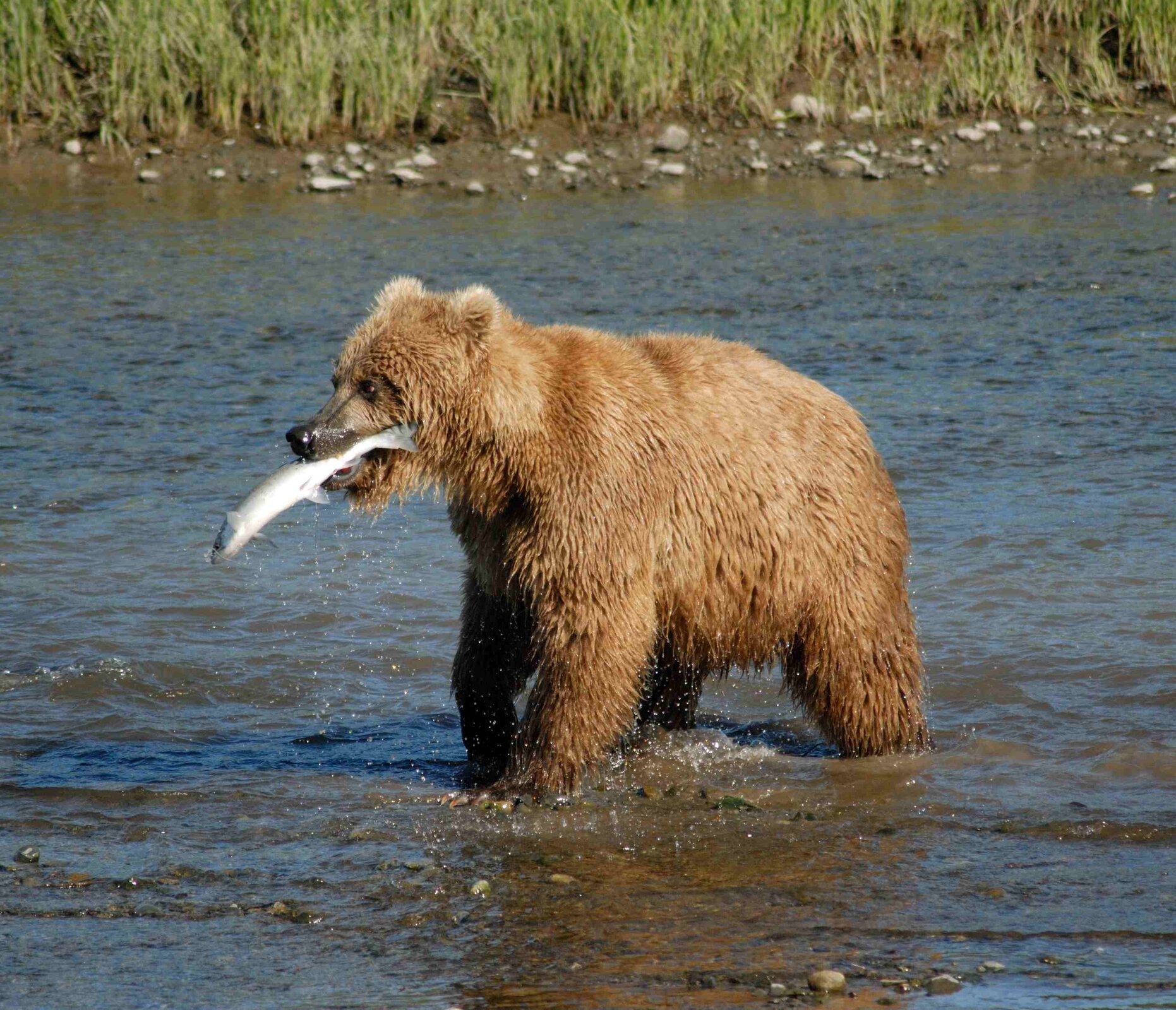 Na kolorowym zdjęciu niedźwiedź brunatny. Stoi w płytkiej rzece. Zwrócony w lewo. W pysku trzyma złowioną rybę.