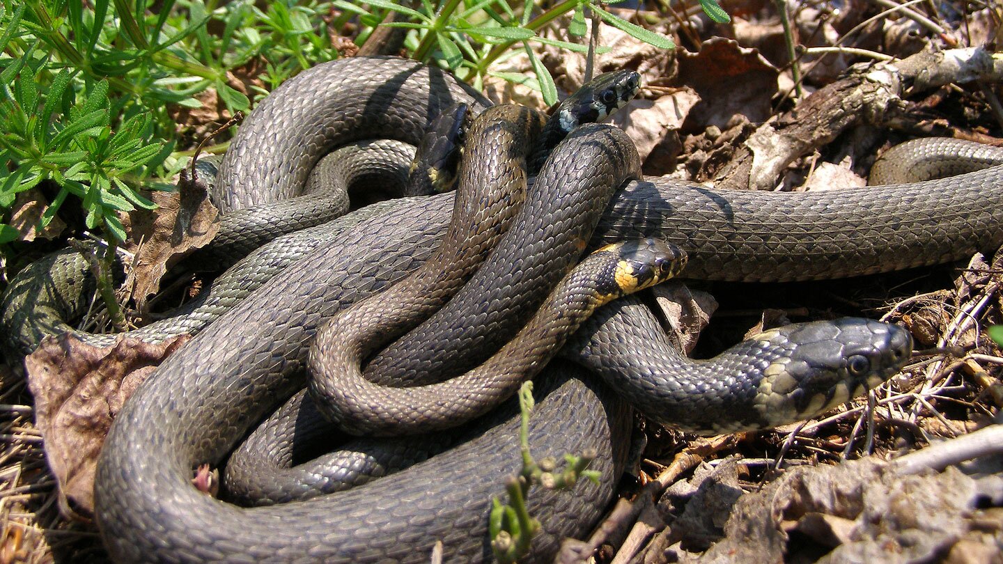 Fotografia prezentuje dwa zaskrońce pospolite na trawie. Trawa, na której leżą, jest sucha. Za nimi z tyłu widać zielone drobne rośliny. Węże są pozwijane ze sobą. Ciało brązowe lub szare. Tuż za głową dwie żółte plamki.