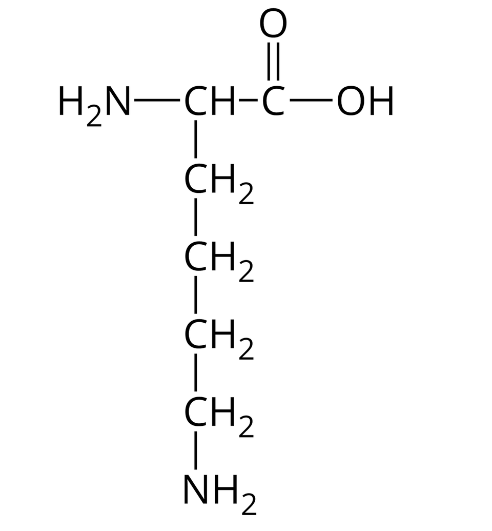Wzór półstrukturalny lizyny. Do grupy H indeks dolny, dwa, koniec indeksu dolnego, N z prawej strony przyłączona jest grupa C H. Od niej odchodzą dwa wiązania pojedyncze. Pierwsze skierowane jest w prawo do atomu węgla. Od niego odchodzą dwa wiązania: podwójne w górę, prowadzące do atomu tlenu i pojedyncze w prawo do grupy O H. Drugie wiązanie odchodzące od grupy C H skierowane jest w dół i łączy się z grupą C H indeks dolny, dwa, koniec indeksu dolnego, od której odchodzi pojedyncze wiązanie w dół do grupy C H indeks dolny, dwa, koniec indeksu dolnego, a od niej kolejne pojedyncze wiązanie w dół do grupy C H indeks dolny, dwa, koniec indeksu dolnego. Od niej poprowadzone jest wiązanie w dół do grupy C H indeks dolny, dwa, koniec indeksu dolnego, od której odchodzi wiązanie w dół do grupy N H indeks dolny, dwa, koniec indeksu dolnego.