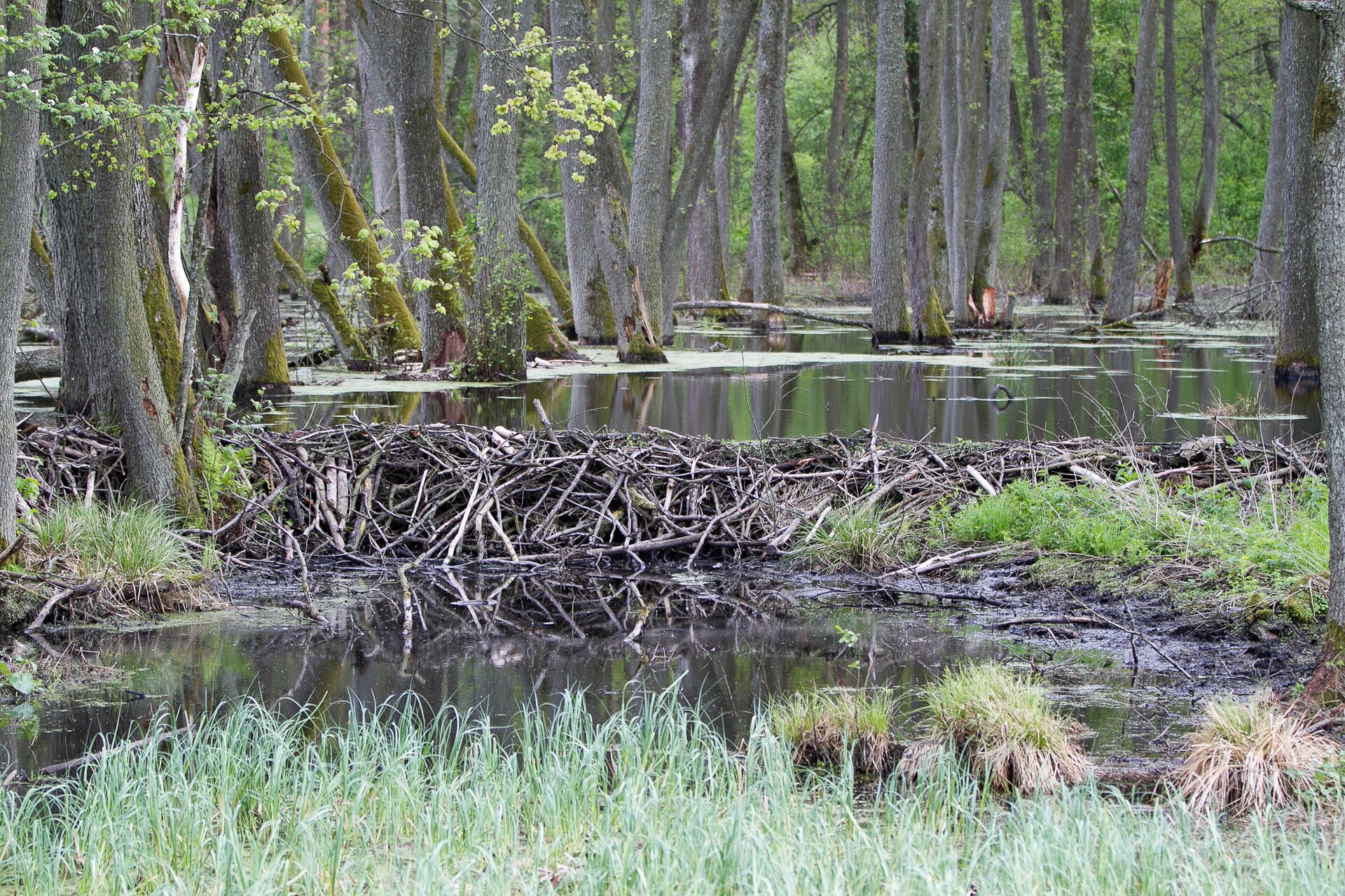 Na zdjęciu przedstawiona jest podłużna, prostokątna, niska tama bobrów, zbudowana z brązowych patyków, na zalewie wodnym. W tle widoczne są pnie drzew.