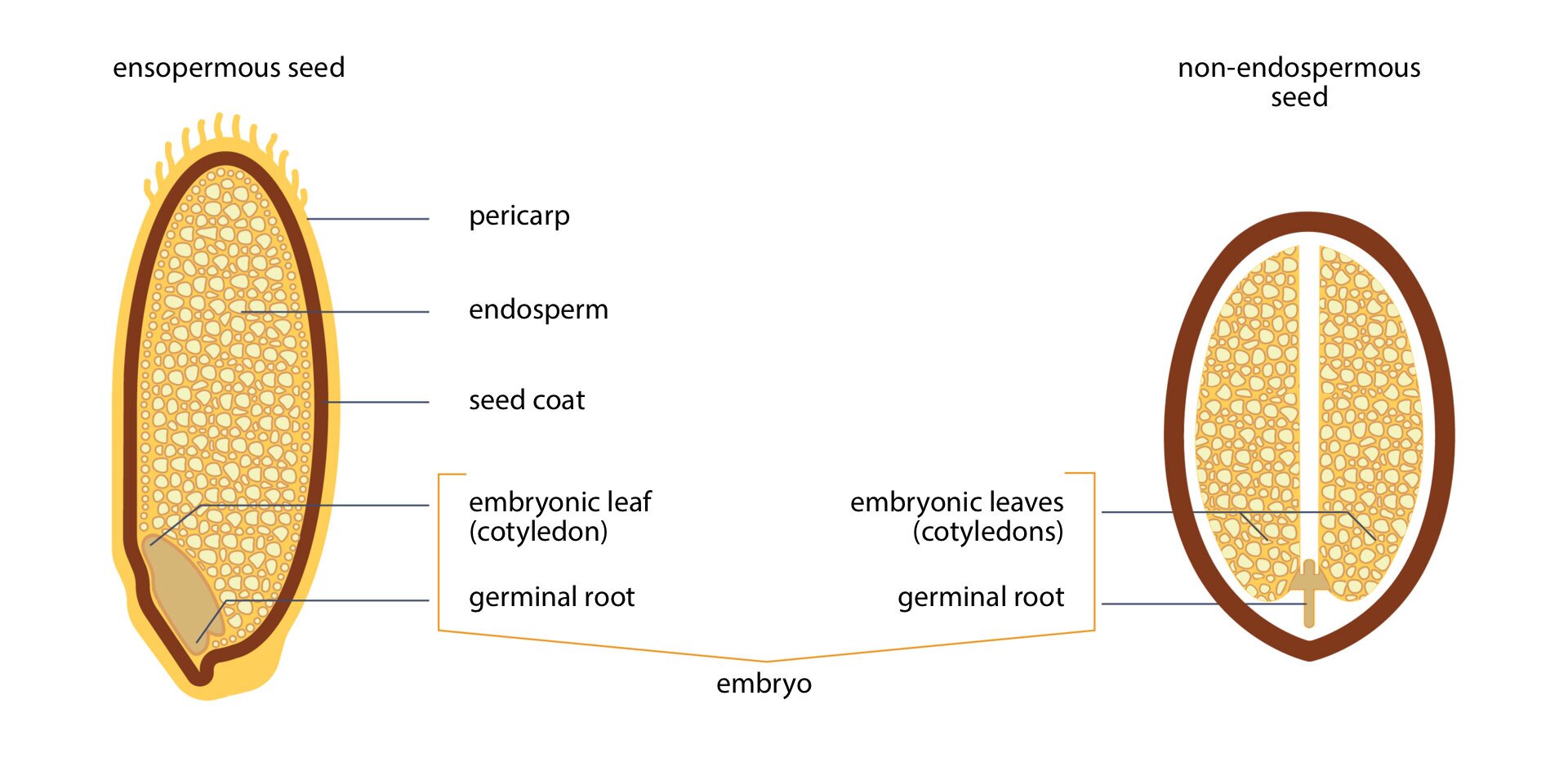 Ilustracja przedstawia przekrój dwóch żółtobrązowych nasion o owalnych kształtach. Z lewej nasiono bielmowe podpisane u góry: ensopermous seed. Z prawej nasiono bezbielmowe podpisane u góry: non-endospermous seed. Nasiono po lewej z widoczymi, wyróżniającymi się warstwami. Wierzchnia okalająca, jasnopomarańczowa, podpisana pericamp, następna warstwa, zaznaczona na brązowo, podpisana seed coat, wypełnione jasnymi ziarnistościami, podpisanymi endosperm. U dołu, z lewej, jasnobrązowa plama, podpisana embryo, z wyróżnionymi częściami: górna – embryonic leaf (cotyledon), dolna – germinal root. Nasiono po prawej z widocznymi, wyróżniającymi się wrstwami. Wierzchnia okalająca, brązowa. Wewnątrz wypełnione jasnymi ziarnistościami, podzielonymi na dwie symetryczne części, złączone u dołu. Łączenie jasnobrązowe. Wnętrze podpisane embryo, z wyróżnionymi częściami: jasne ziarnistości – embryonic leaf (cotyledon), łączenie – germinal root.