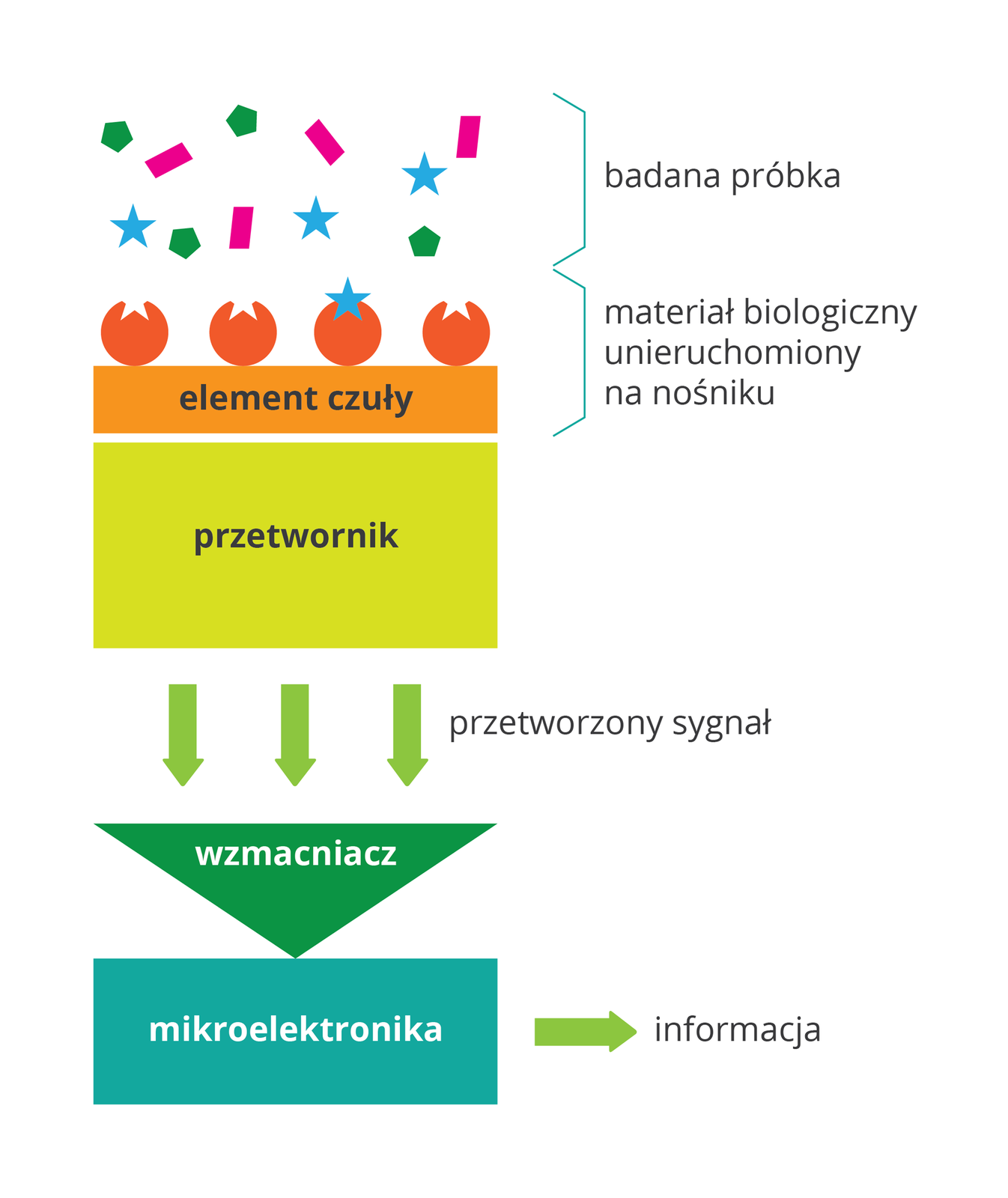 Ilustracja przedstawia schemat działania biosensora. Ilustracja podzielona jest na kilka fragmentów. Na samej górze widoczne są kolorowe elementy będące badaną próbką, niżej trafiają one do kulistych, pomarańczowych materiałów biologicznych unieruchomionym na nośniku. Niżej widoczny jest pomarańczowy prostokąt z napisem: element czuły. Następnie zielony prostokąt z podpisem: przetwornik, poniżej, skierowane w dół widnieją zielone strzałki z podpisem: przetworzony sygnał. Poniżej widoczny jest odwrócony, zielony trójkąt z podpisem: wzmacniacz, który skierowany jest do niebieskiego prostokąta: mikroelektronika, z którego w bok wychodzi zielona strzałka do napisu: informacja.