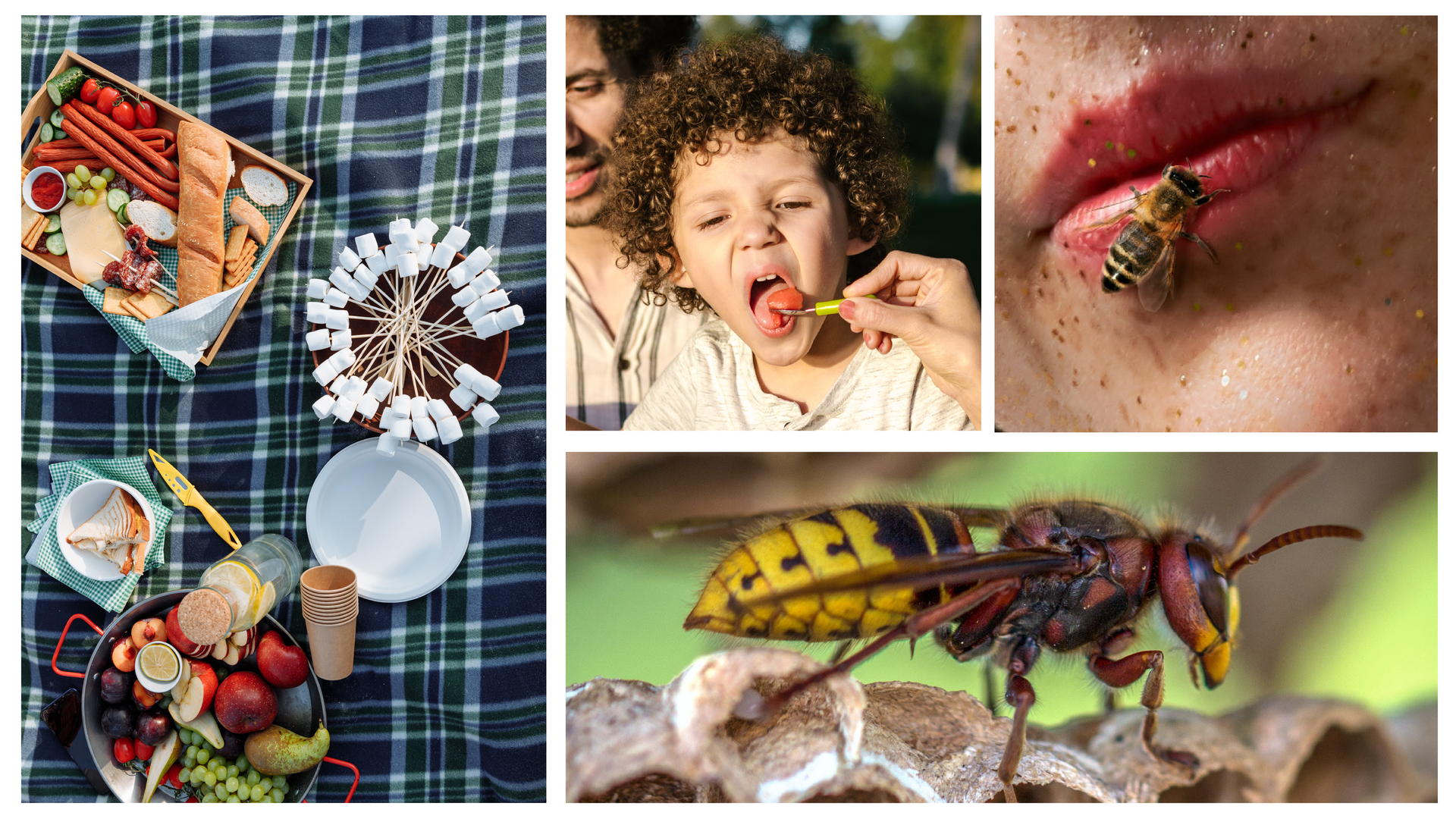 Zdjęcie składa się z czterech zdjęć przedstawiających wydarzenie na pikniku. Na pierwszym, wykonanym z góry widoczny jest koc i znajdujące się na nim różne przekąski. Na drugim widoczny jest chłopiec, który dostaje do buzi jakąś przekąskę. Na trzecim zdjęciu widoczna jest osa, która siedzi na ustach chłopca. Na czwartym zdjęciu widoczna jest w zbliżeniu osa.
