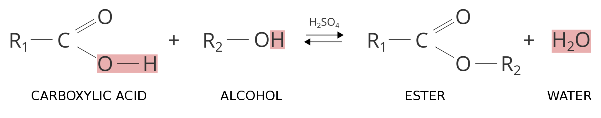 Równanie reakcji estryfikacji - schemat ogólny. kwas karboksylowy reaguje z alkoholem strzałki w obie strony, nad górną wzór kwasu siarkowego sześć. W wyniku reakcji powstaje ester i woda. eR1 C O O Ha plus eR2 C O O Ha powstaje eR1 C O O eR2 plus Ha dwa O. R1 – hydrocarbon group derived from carboxylic acid. R2 – hydrocarbon group derived from alcohol.