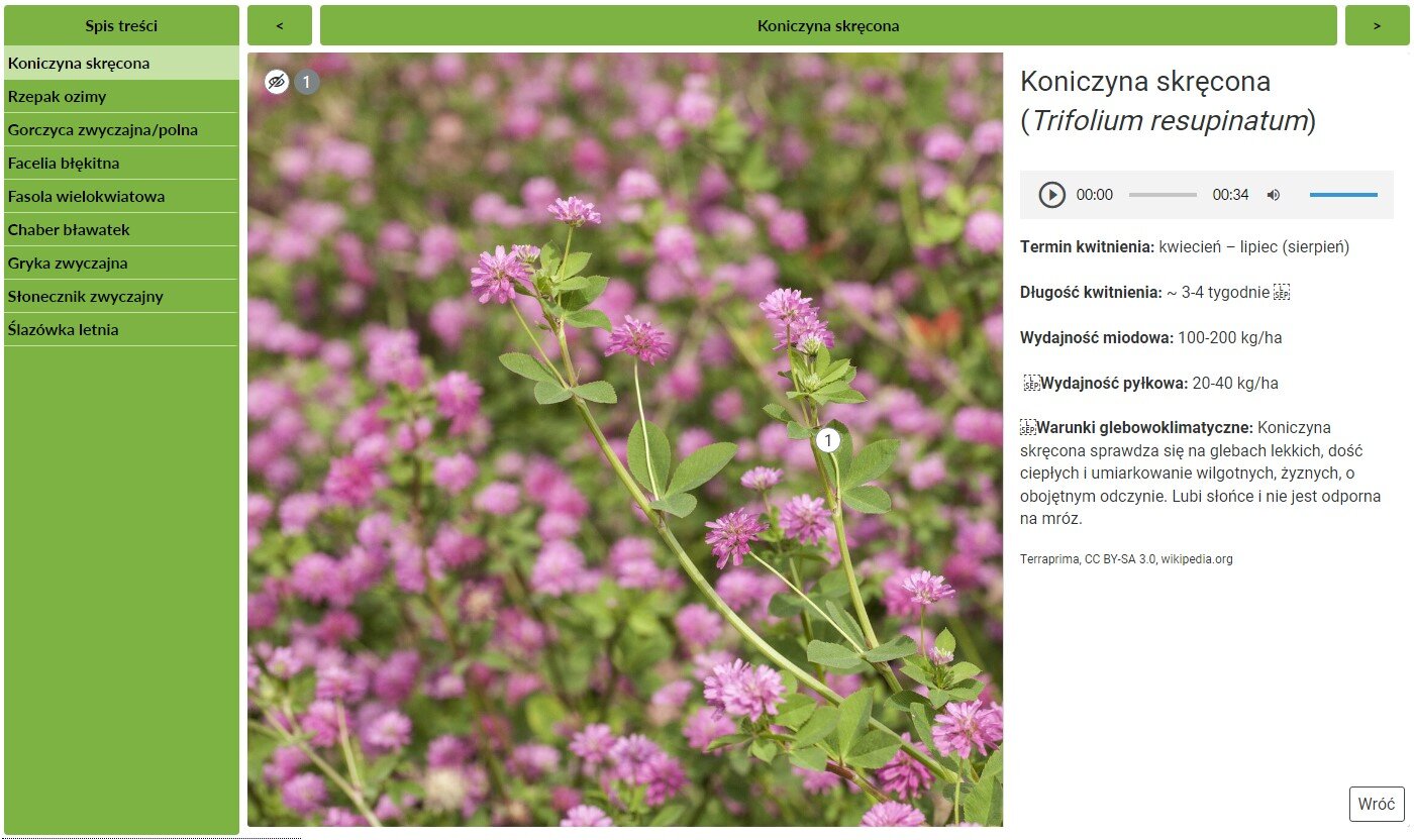 Przykładowy widok planszy interaktywnej. W lewej kolumnie koloru zielonego znajdują się zakładki prowadzące do poszczególnych opisów. W kolumnie po prawej widoczny jest wyświetlany element. Na środku znajduje się zdjęcie przedstawiające łąkę kwitnącej na różowo koniczyny. Na jednej z gałązek znajduje się cyfra jeden w białym kółku. Po prawej stronie w białej kolumnie umieszczony jest napis: Koniczyna skręcona. Pod nim znajduje się szary pasek z odtwarzaczem nagrania oraz tekst opisujący tę roślinę.