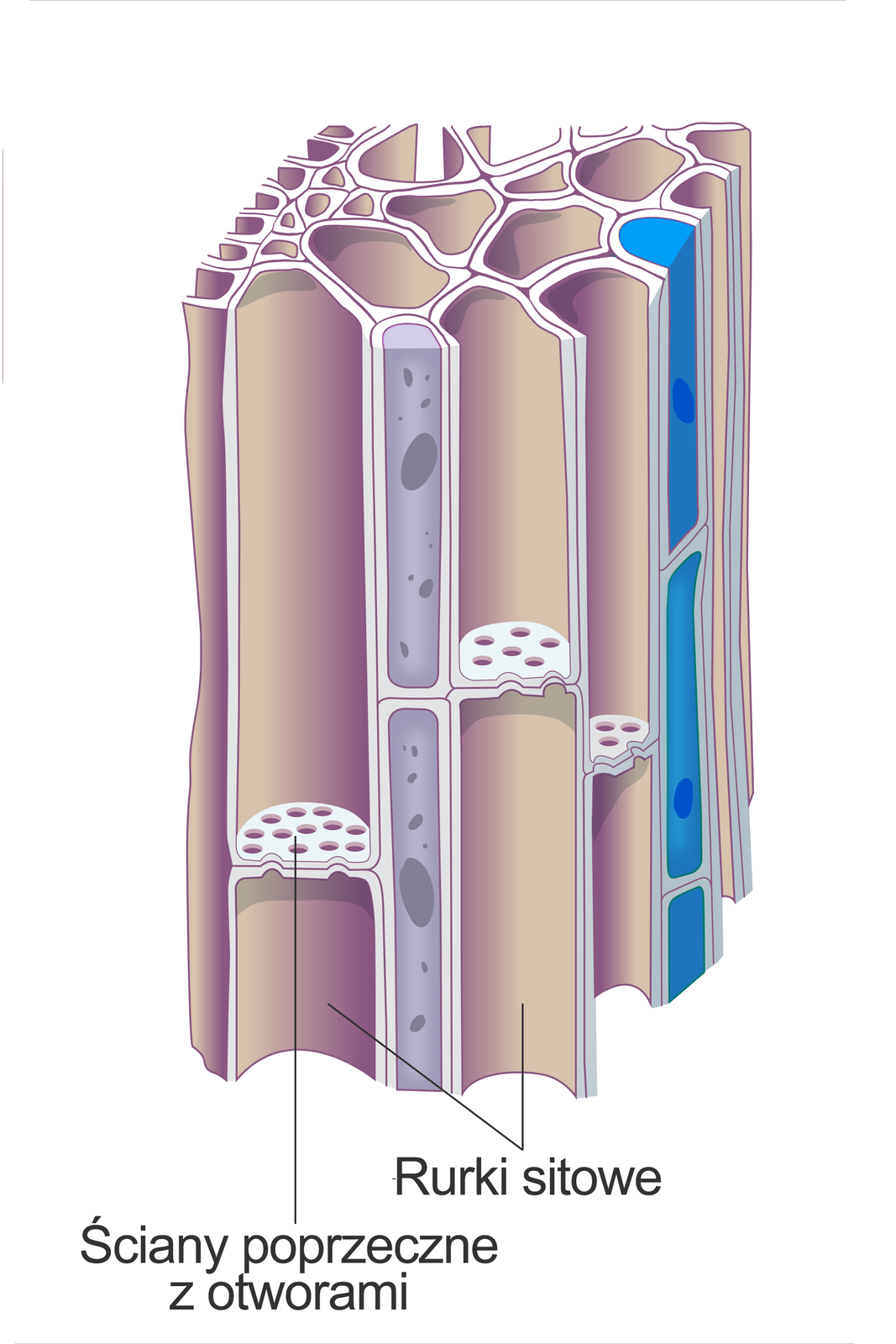 Ilustracja przedstawia długie, rurkowate komórki. Między nimi w poziomie znajdują się ściany z licznymi otworami. Ta tkanka to łyko, które przewodzi różne substancje. Z boku ukazano wydłużone komórki naczyń z błękitną zawartością.