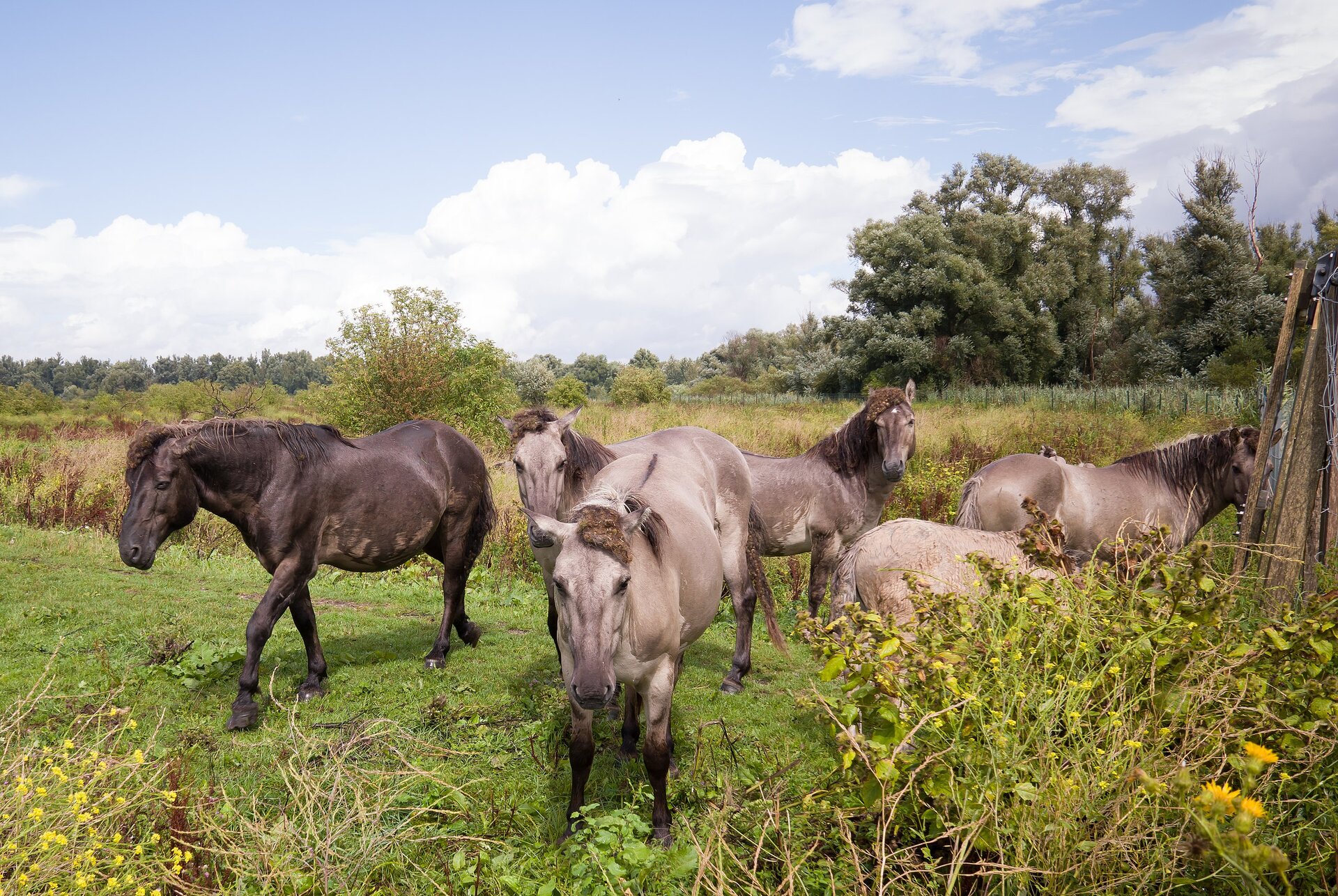 Na zdjęciu kilka koni. Mają czarną i szarą sierść. Stado znajduje się na polu. W tle po lewej stronie wysokie drzewa.  