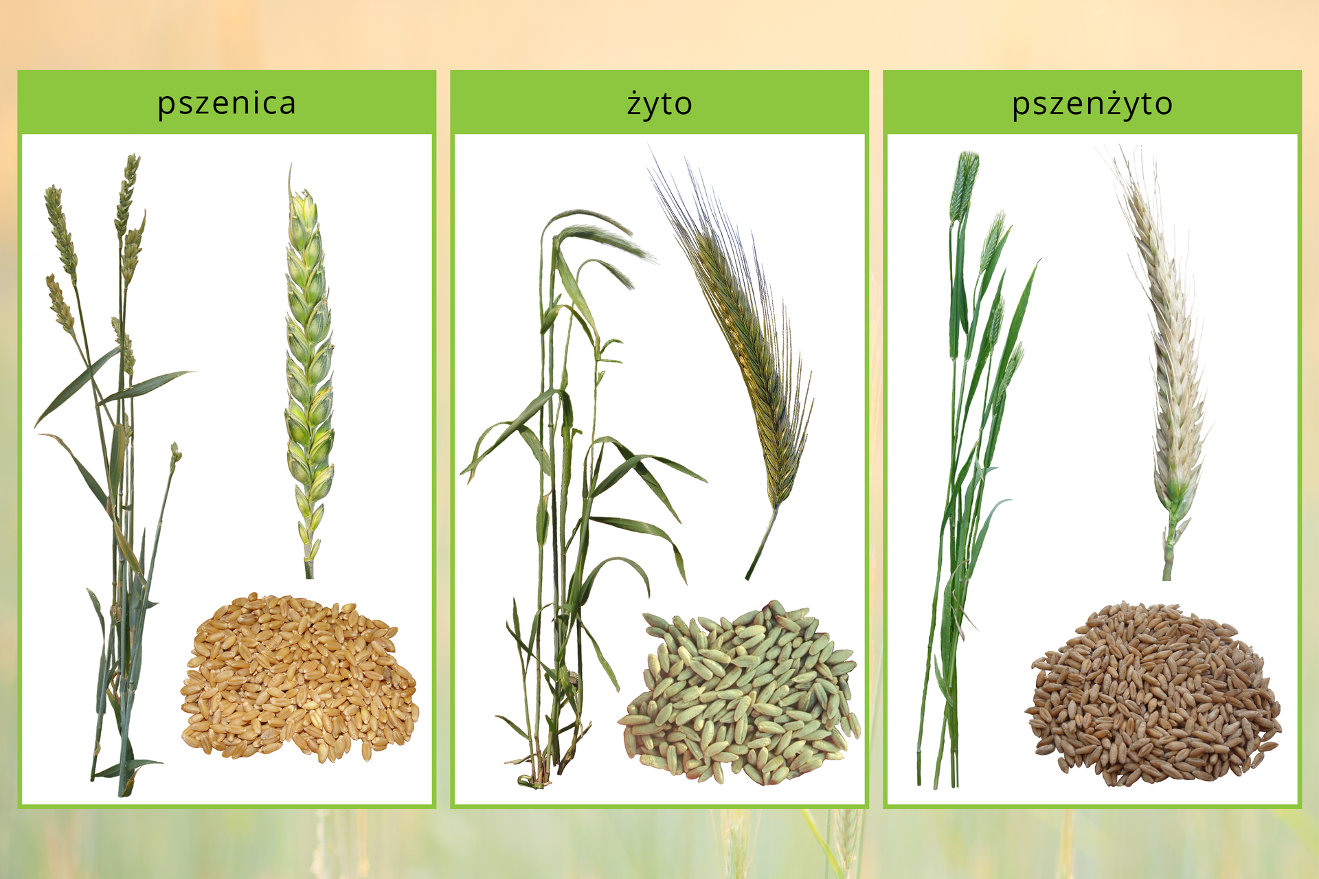 Ilustracja przedstawia gatunki zbóż. Widać trzy pionowe prostokąty umieszczone obok siebie. Na każdym u góry nazwa. Od lewej pszenica, żyto, pszenżyto. Na pierwszym obrazku z lewej pszenica: na białym tle zielony łan, zielony kłos oraz żółte ziarno. Kłos posiada grube nasiona. Środkowy przedstawia żyto. Na białym tle żółty łan, ciemnozielony kłos, białe ziarno. Kłos posiada małe nasiona zakończone długimi włosowatymi elementami. Obrazek z prawej ukazuje pszenżyto. Na białym tle zielony łan, biały kłos, żółte zboże. Kłos jest jasny, posiada grubsze nasiona od żyta, ale mniejsze od pszenicy. Włosopodobne zakończenia są krótsze niż u żyta.