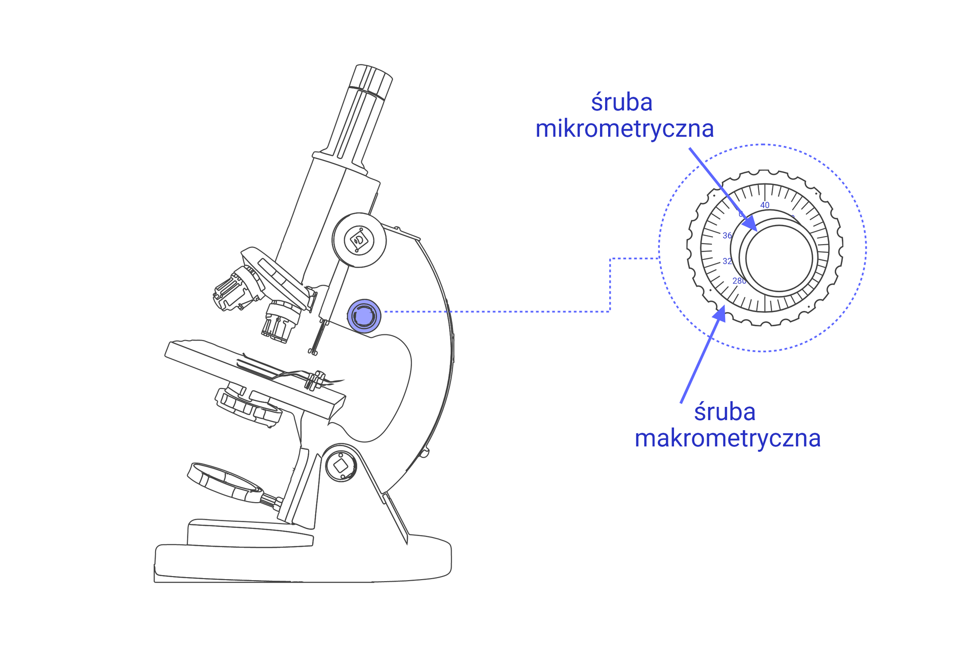 Na schemacie przedstawiono położenie śrub mikro i makrometrycznej w mikroskopie. Są to dwie ruchome gałki służące do obsługi mikroskopu.
