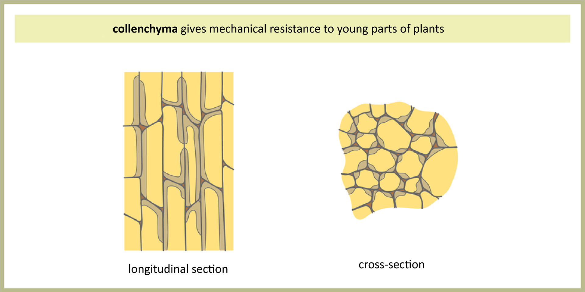 Ilustracja przedstawia dwa żółte rysunki spod mikroskopu, obrazujące przekrój podłużny, longitudinal section i poprzeczny, cross-section przez zwarcicę. Komórki tej tkanki mają częściowo pogrubione ściany komórkowe, co zaznaczono kolorem szarym. Tkanka wzmacniająca nadaje mechaniczną odporność roślinie, collenchyma gives mechanical resistance to young parts of plants.