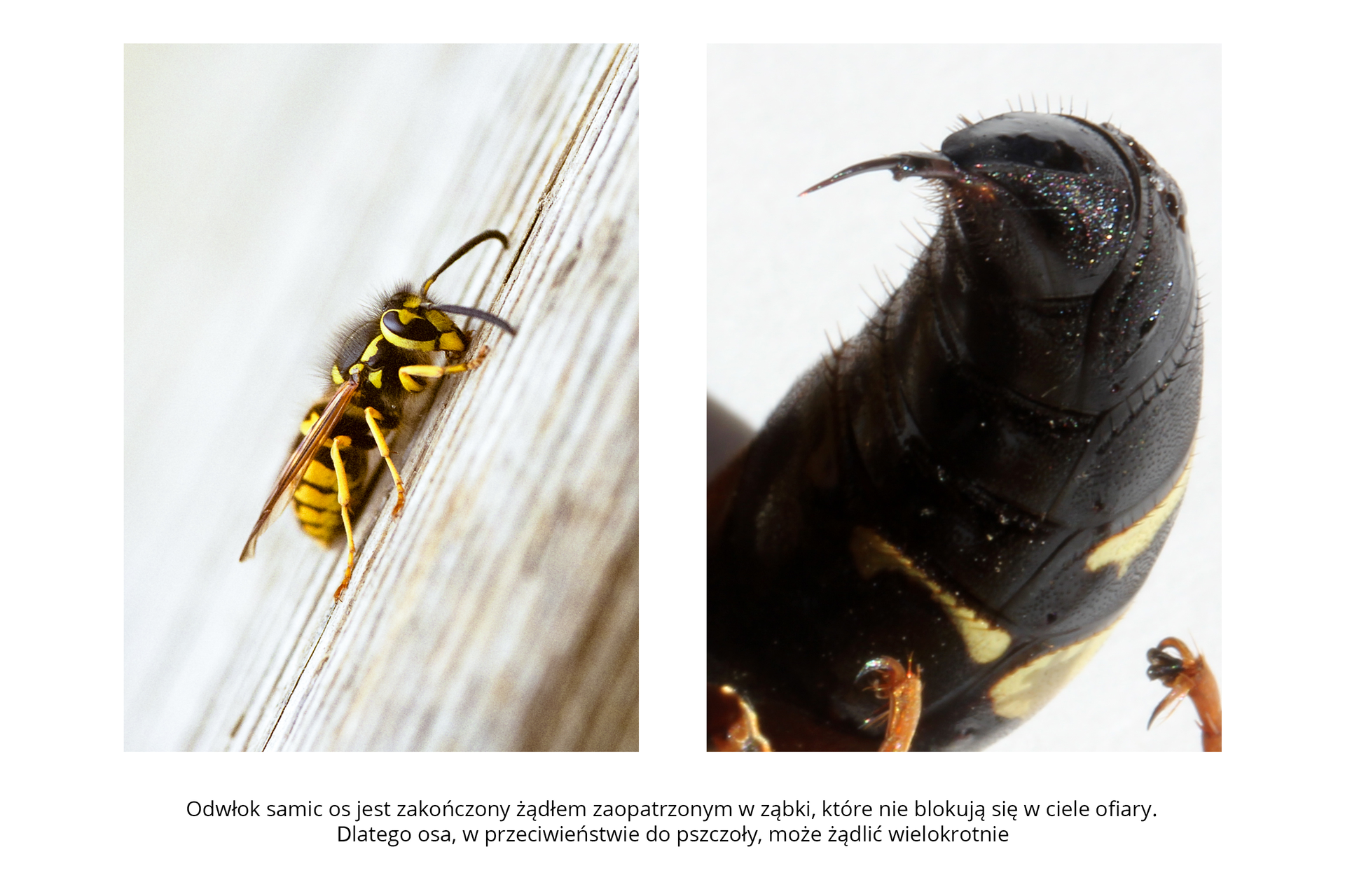 W galerii znajdują się pary fotografii, przedstawiające różne owady i ich larwy. Fotografia z lewej przedstawia ukośnie zbliżenie czarno – żółtej osy. Siedzi na drewnianej, malowanej, spękanej powierzchni, głowa w prawo do góry. Długie brązowe czułki opuszczone. U nasady czułków duże, owalne, czarne oczy. Tułów owłosiony. Skrzydła błoniaste wąskie, jasnobrązowe, złożone wzdłuż ciała. Fotografia z prawej przedstawia duże zbliżenie czarnego odwłoka osy. Odwłok ukazany od spodu, porośnięty włoskami. Na końcu cienkie żądło, zagięte w lewo.