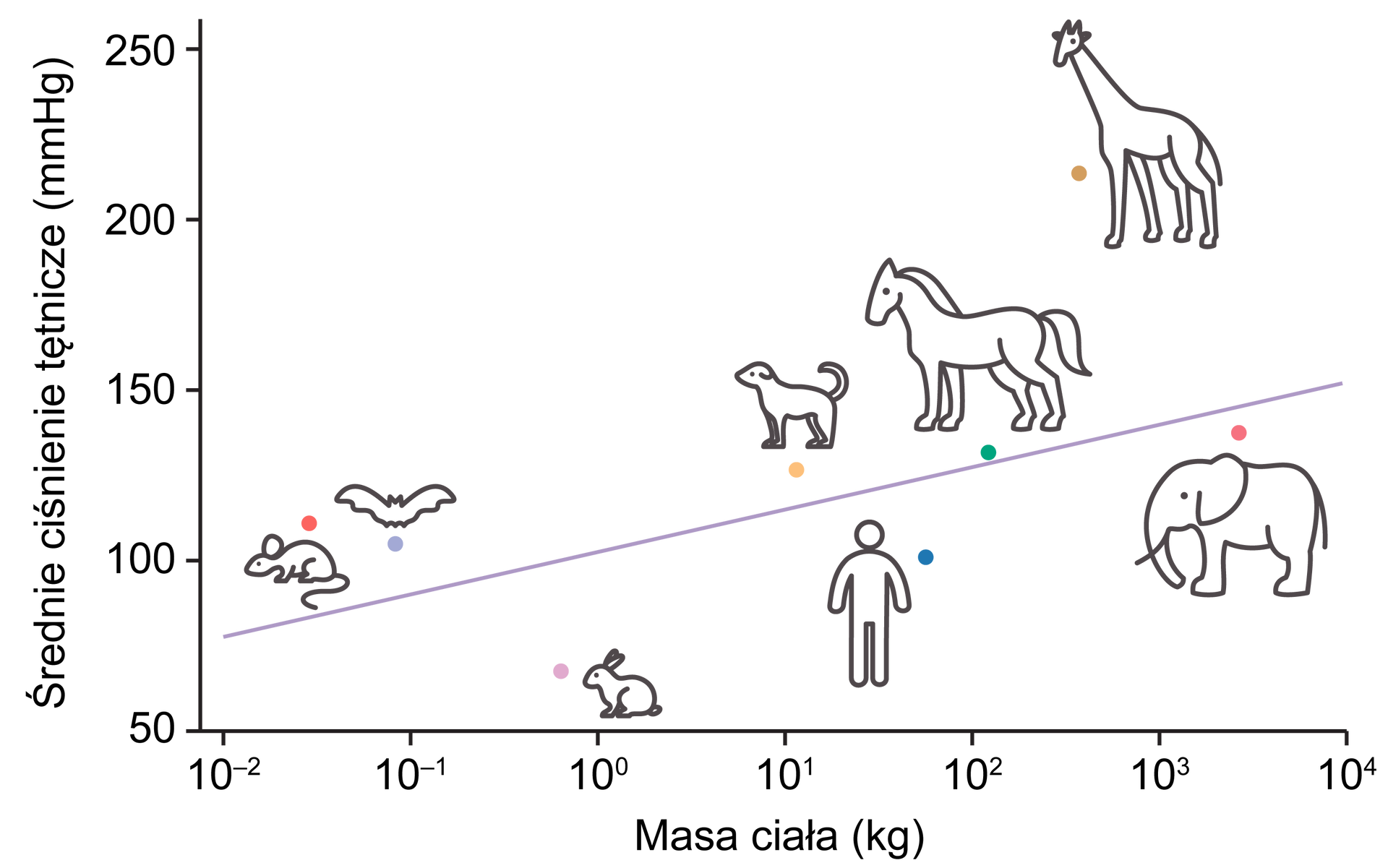 Wykres pierwszy przedstawia średnie ciśnienie tętnicze i masę ciała następujących ssaków: szczura, nietoperza, królika, psa, człowieka, konia, słonia i żyrafy. Na osi x podane jest średnie ciśnienie tętnicze w milimetrach słupa rtęci w skali od zera do dwustu pięćdziesięciu, z podziałem co 50 jednostek. Na osi y podana jest masa ciała w kilogramach w skali od dziesięciu do minus drugiej do dziesięciu do czwartej, z podziałem co 10  jednostek. 1. Parametry szczura: ciśnienie około 110 milimetrów słupa rtęci, masa ciała pomiędzy dziesięć do minus drugiej a dziesięć do minus pierwszej. 2. Parametry nietoperza: ciśnienie około 105 milimetrów słupa rtęci, masa ciała dziesięć do minus pierwszej. 3. Parametry królika: ciśnienie około 65 milimetrów słupa rtęci, masa ciała dziesięć do zera. 4. Parametry psa: ciśnienie około 120 milimetrów słupa rtęci, masa ciała dziesięć do pierwszej. 5. Parametry człowieka: ciśnienie około 90 milimetrów słupa rtęci, masa ciała pomiędzy dziesięć do pierwszej a dziesięć do drugiej. 6. Parametry konia: ciśnienie około 120 milimetrów słupa rtęci, masa ciała nieco powyżej dziesięć do drugiej. 7. Parametry słonia: ciśnienie około 125 milimetrów słupa rtęci, masa ciała pomiędzy dziesięć do trzeciej a dziesięć do czwartej. 8. Parametry żyrafy: ciśnienie nieco ponad 200 milimetrów słupa rtęci, masa ciała zbliżona do dziesięciu do trzeciej.