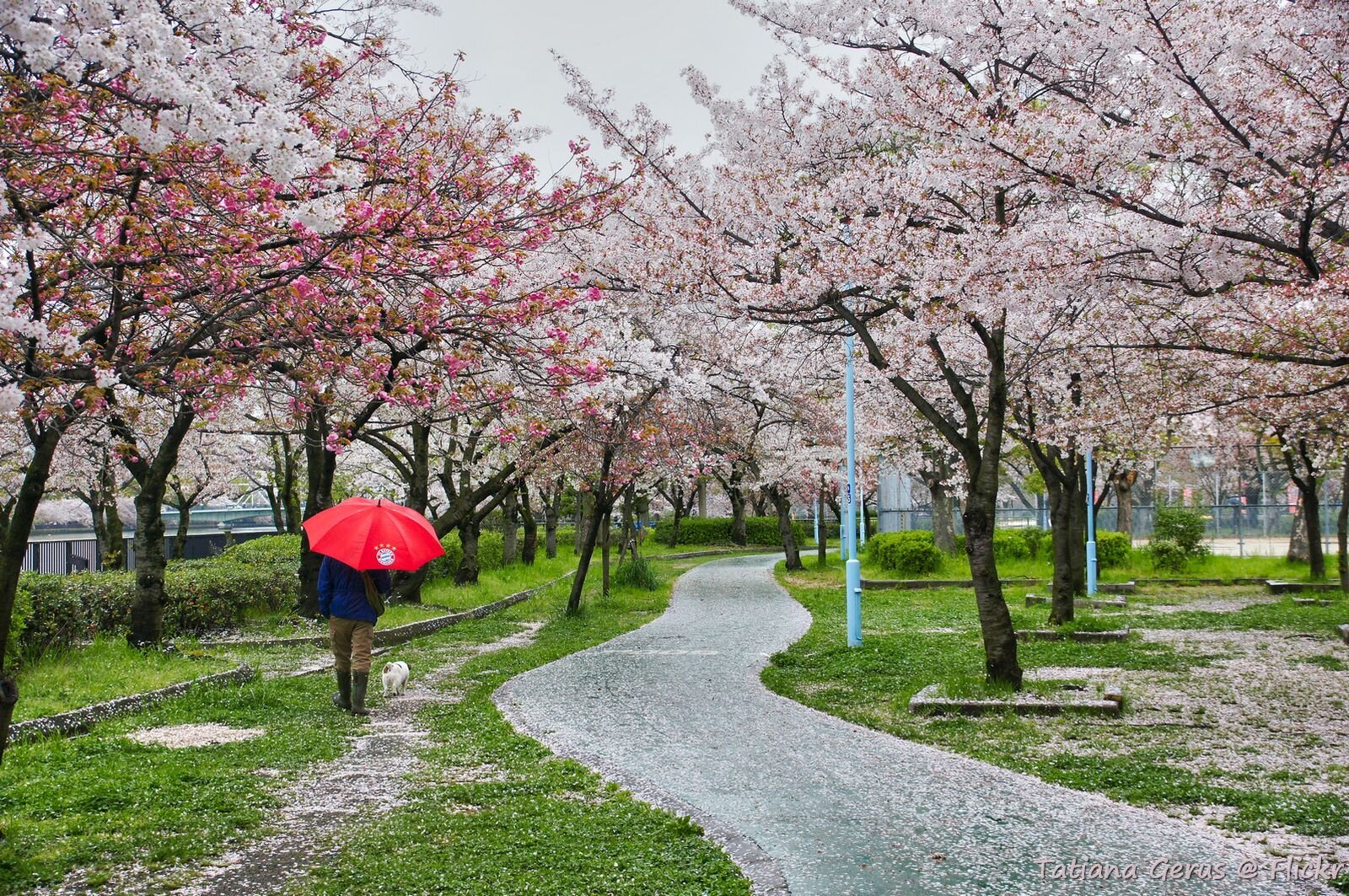 Zdjęcie przedstawia alejkę w parku. Rosną wzdłuż niej drzewa z różowymi kwiatami. Drzewa nie mają jeszcze liści. Wśród drzew przechadza się mężczyzna z czerwonym parasolem.