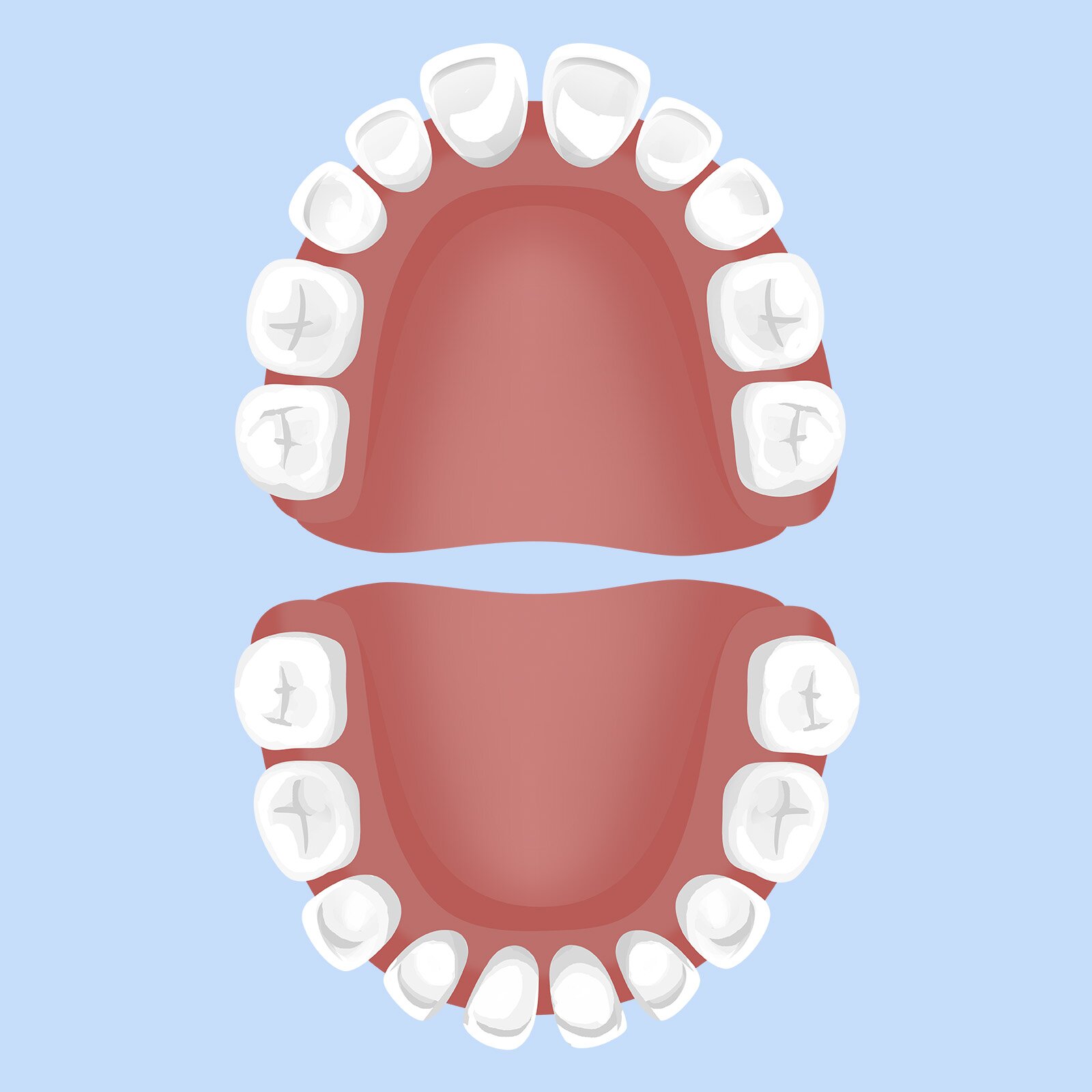 Ilustracja przedstawia szczękę górną i dolną. W każdej części znajduje się po dziesięć zębów. 