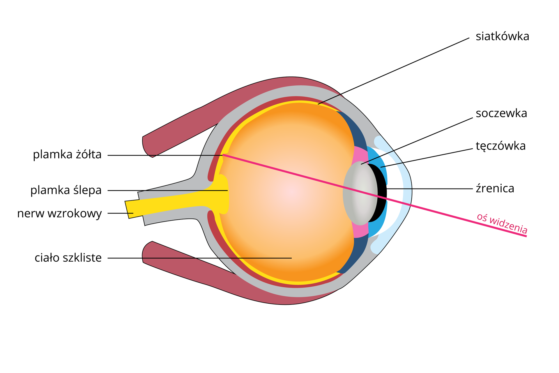 Ilustracja przedstawia schematyczny przekrój przez gałkę oczną. Oko zwrócone w prawo; na rysunku różowa linia oznacza oś widzenia. Z lewej żółty nerw wzrokowy ze zgrubieniem na końcu, plamką ślepą. Żółta jest także siatkówka. Na niej punkt najlepszego widzenia, plamka żółta. Wnętrze gałki ocznej wypełnione pomarańczowym ciałem szklistym. Z prawej szara soczewka za czarnym otworem źrenicy w turkusowej tęczówce.