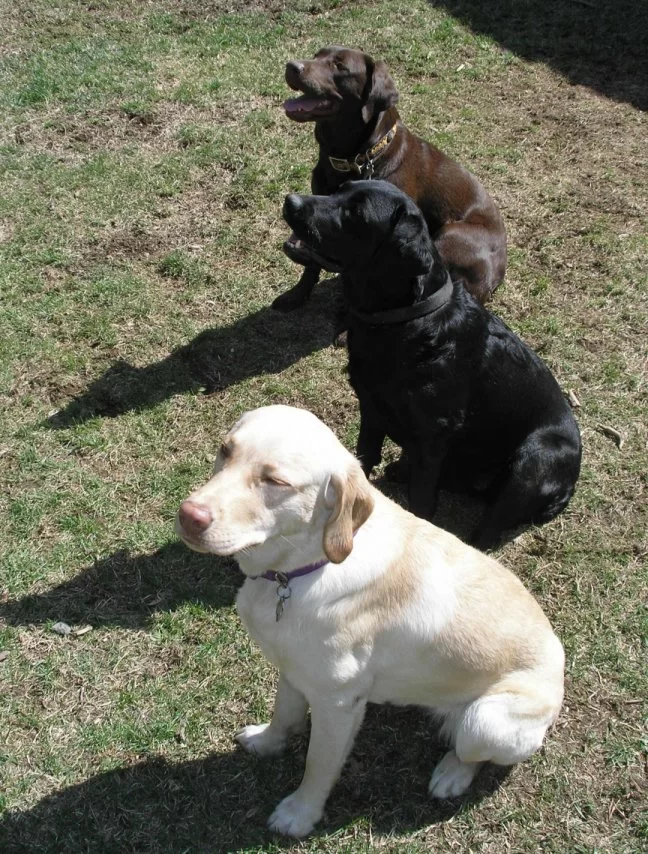 Fotografia przedstawia trzy, dorosłe, masywne, siedzące na zielonej trawie, labradory retriever o umaszczeniu czekoladowym, czarnym i biszkoptowym.