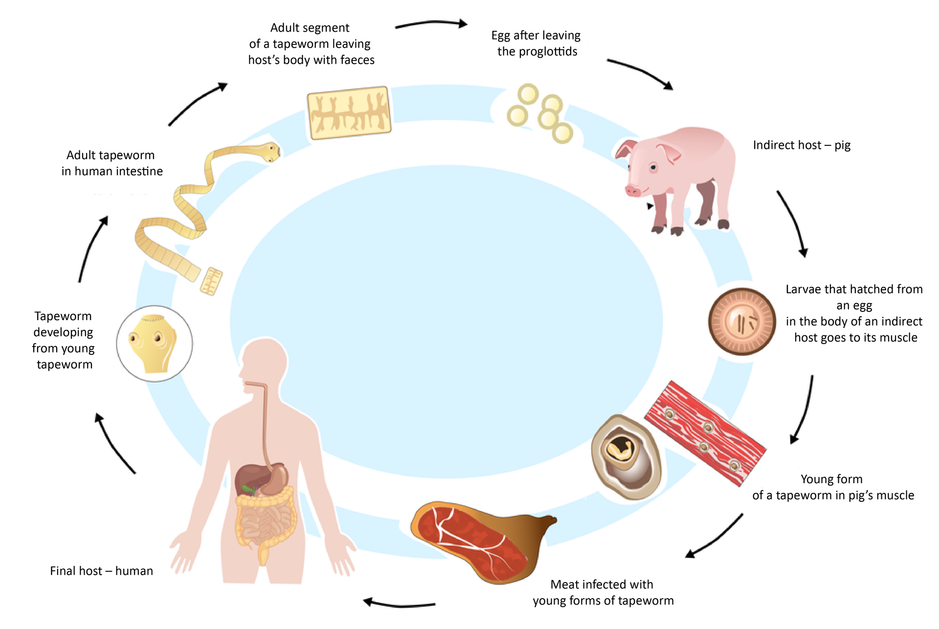 Ilustracja z lewej przedstawia cykl rozwojowy tasiemca uzbrojonego. Rysunki rozmieszczono na błękitnym pierścieniu. Strzałki wskazują kolejne stadia rozwojowe tasiemca u jego żywicieli. Na ilustracji sa opisy: (zaczynając od jaja)
Egg after leaving the proglottids,
Indirect host – pig,
Larvae that hatched from an egg in the body of an indirect host goes to its muscles,
Young form of a tapeworm in pig’s muscle,
Meat infected with young forms of tapeworm,
Final host – human,
Tapeworm developing from young tapeworm,
Adult tapeworm in human intestine,
Adult segment of a tapeworm leaving host’s body with faeces.