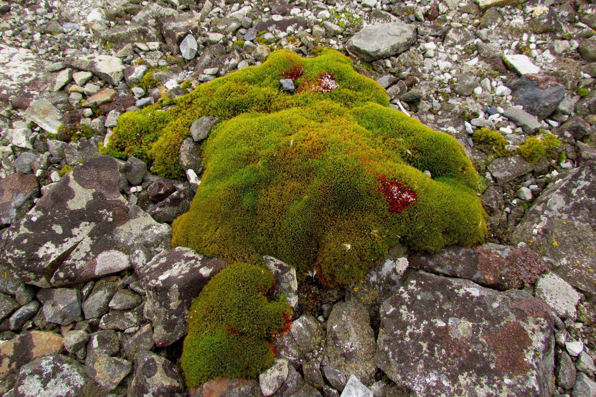Fotografia prezentuje kępę zielonych gąbczastych mchów na skale. Dookoła mchów widoczne jasnoszare skorupiaste porosty porastające skałę.