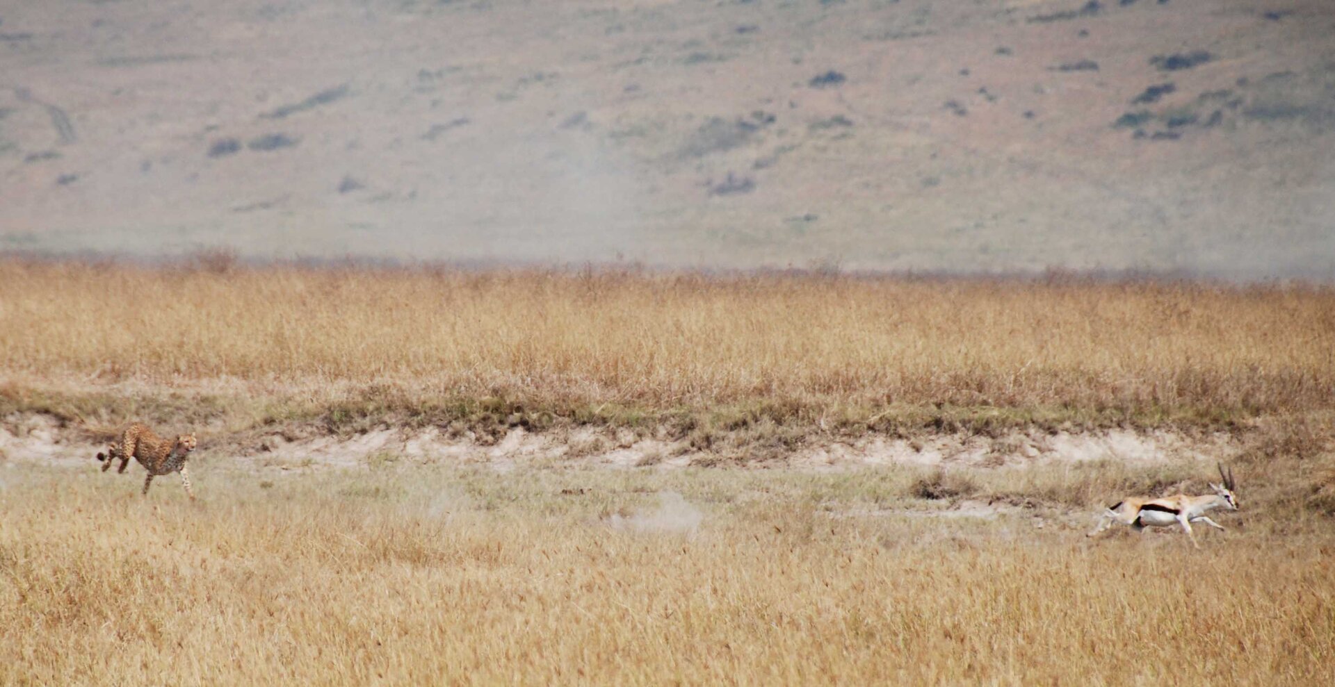 Fotografia przedstawia geparda podczas pogoni za gazelą Thomsona w żółtej, gęstej trawie. Gepard jest żółtego koloru w czarne cętki, ma smukłą budowę ciała. Gazela ma smukłe ciało pokryte jasno‑brązową sierścią. Po bokach tułowia i głowy biegną czarne pasy. Brzuch, tylna część ciała i wewnętrzne strony kończyn są białe. Na głowie ma zakrzywione, czarne rogi.