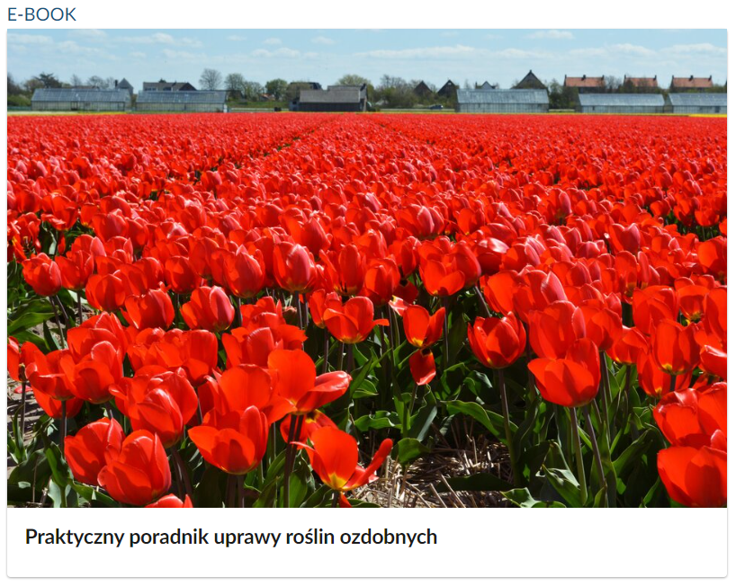 Widok okładki e‑booka. Zdjęcie przedstawia pole kwitnących na czerwono tulipanów. W oddali za kwiatami widać małe szklarnie i domy.