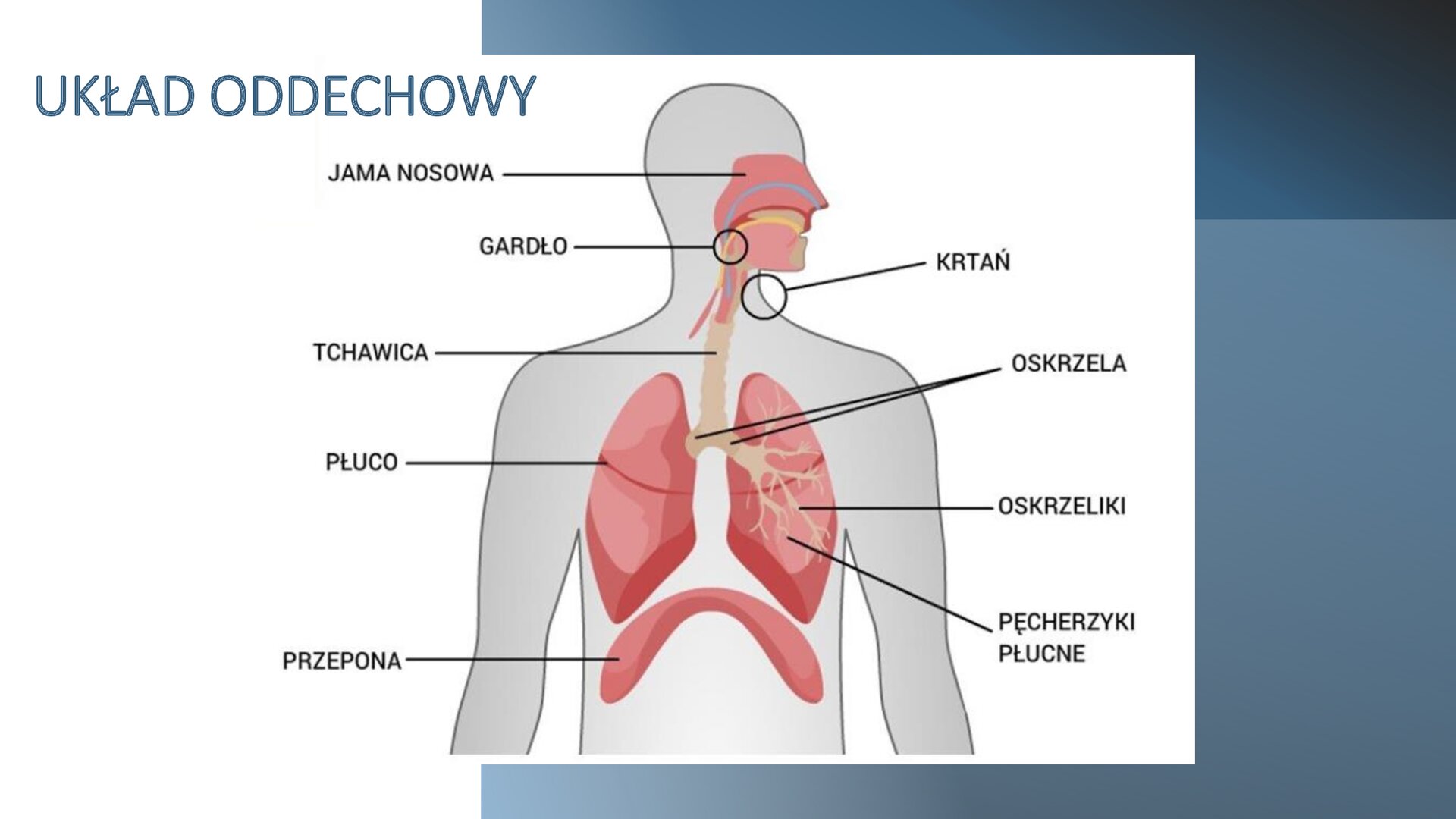 Slajd przedzielony na dwie części: z lewej białą, z prawej granatową. W prawym górnym rogu nagłówek: „Układ oddechowy”. Poniżej, na środku slajdu, biała ilustracja, na której znajduje się sylwetka człowieka z narządami układu oddechowego. Wokół sylwetki strzałki wskazujące następujące elementy układu: jama nosowa, gardło, krtań, tchawica, oskrzela, płuca, oskrzeliki, pęcherzyki płucne, przepona.