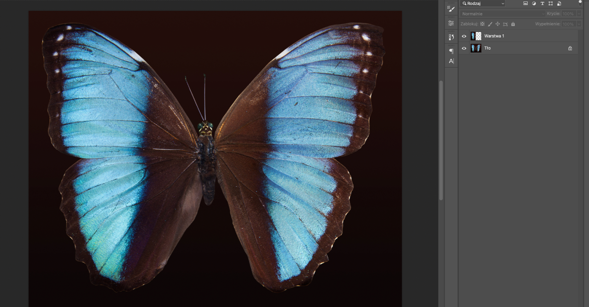 Ilustracja przedstawia okno programu. W obszarze roboczym jest obrazek motyla. Po prawej stronie jest panel dotyczący warstw. Tam dwie warstwy: Warstwa1 i Tło.