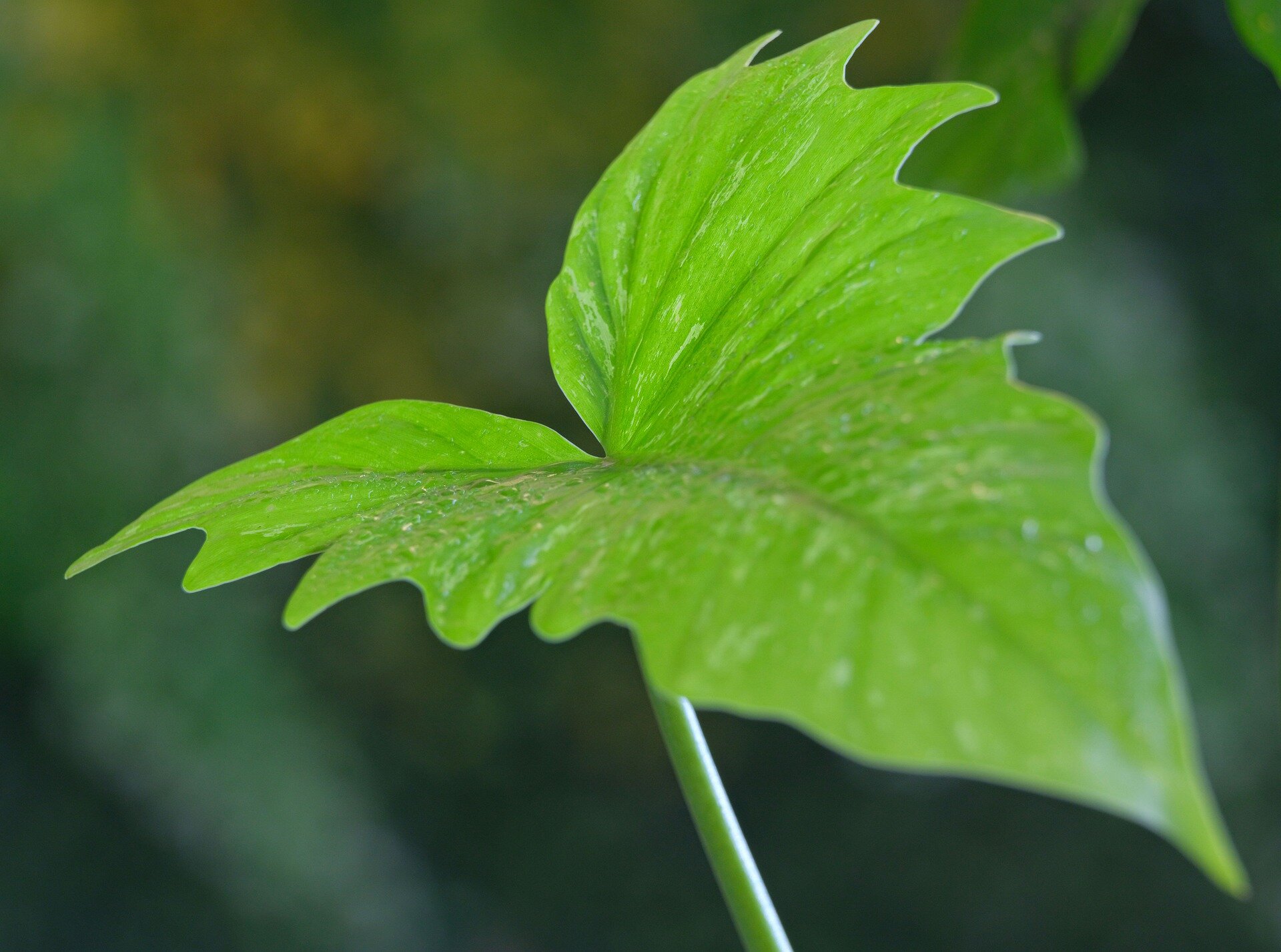 Zdjęcie przedstawia strzelisty, postrzępiony, zielony liść filodendronu na cienkiej, zielonej łodyżce.