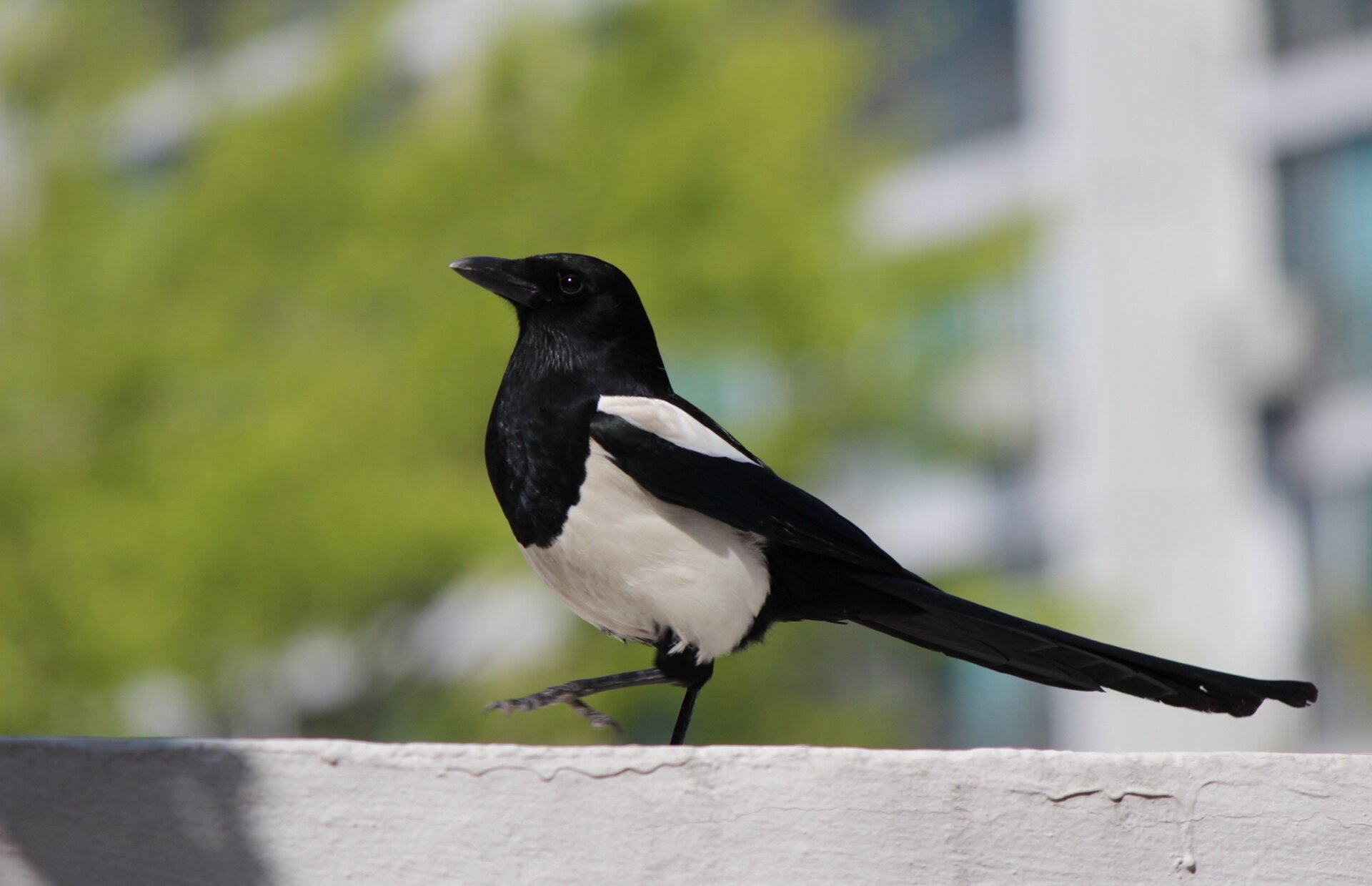 Fotografia przedstawia srokę stojącą na płocie na tle rozmazanego drzewa i budynku.