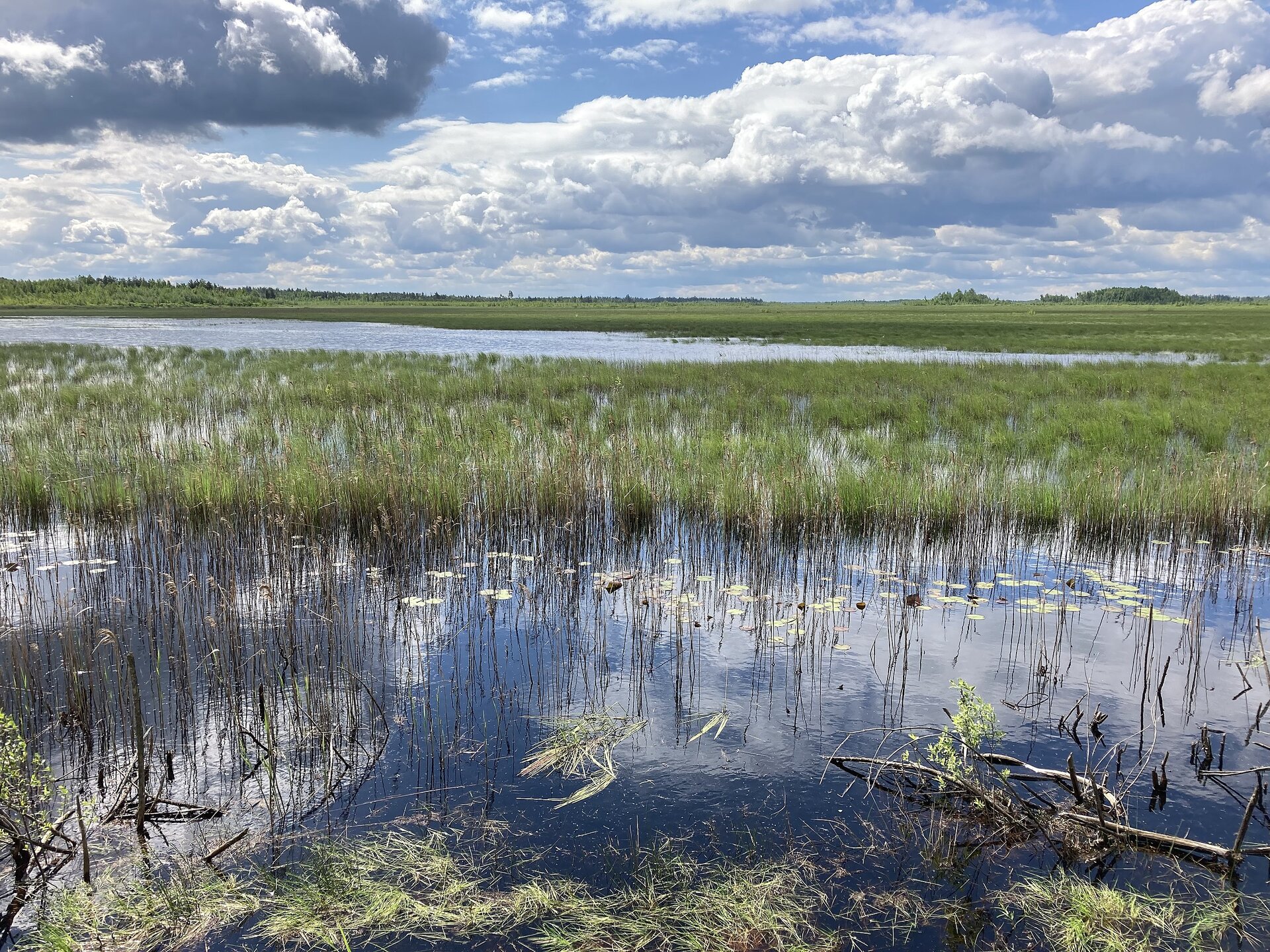 Fotografia bardzo rozległego podmokłego, bagiennego terenu. Na pierwszym planie woda, również na drugim planie. Z wody wystają kępy zielonej trawy. 