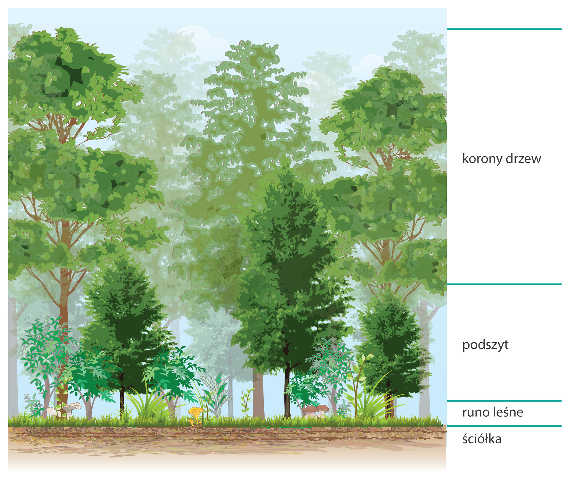 Ilustracja przedstawia schemat pięter roślinnych w lesie. Z prawej strony grafiki znajduje się skala, od góry oznaczone są korony drzew, niżej podszyt, dalej runo leśne, a najniżej ściółka. W warstwie koron znajdują się liczne wysokie drzewa z zielonymi liśćmi i brązowymi pniami. Poniżej są ciemnozielone krzewy w warstwie podszytu. Po prawej niskie rośliny z fioletowymi kwiatami w warstwie runa. Wszystkie te rośliny wyrastają z jasnobrązowego paska, czyli ściółki. Niżej jest brunatny pasek, symbolizujący glebę.