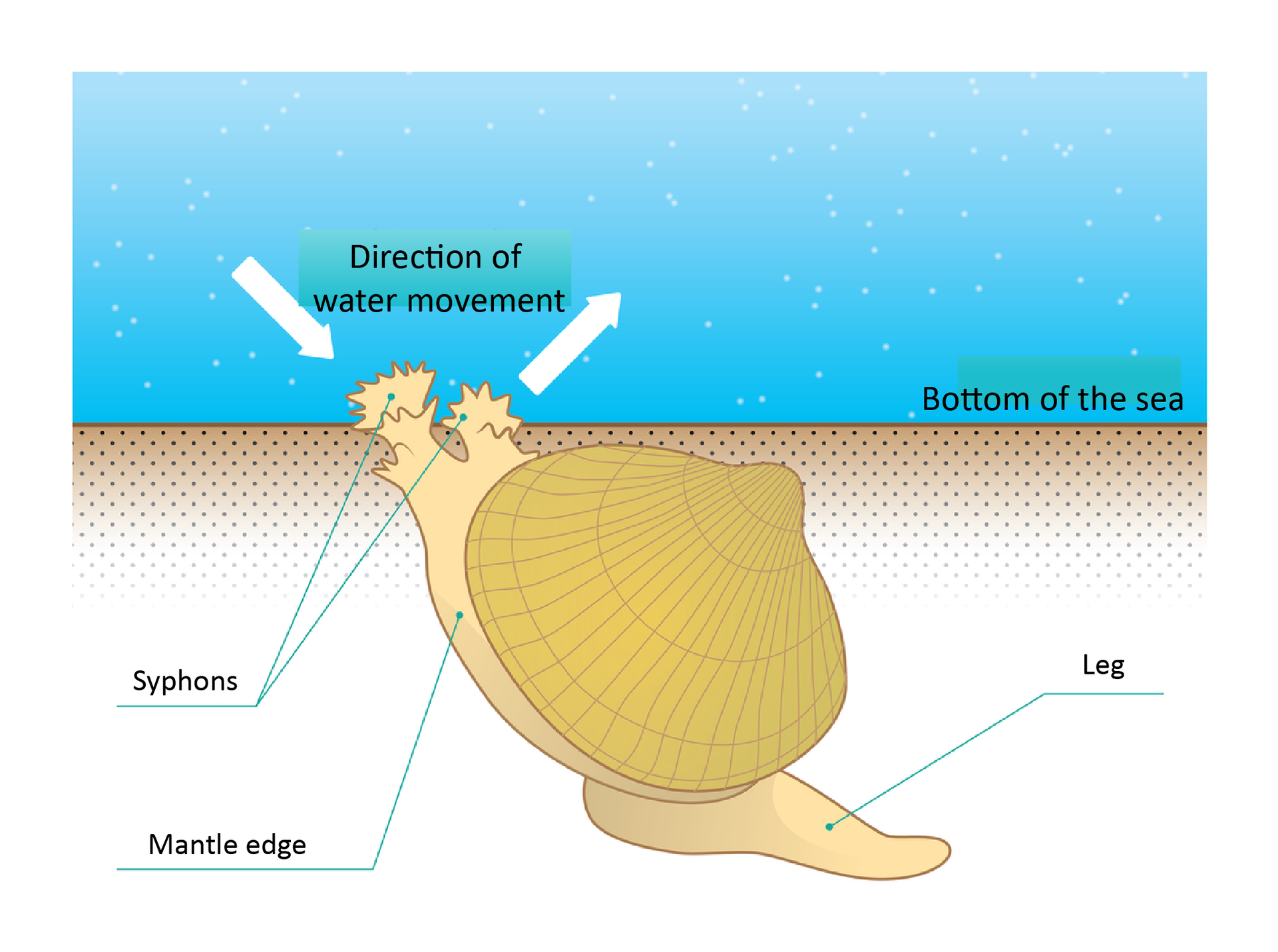 Kolorowy schemat przedstawia małża sercówkę na dnie morza. Małż w dolnej części ilustracji, skierowany ukośnie w lewo. Płaszcz i noga beżowa, muszla oliwkowa. W górnej części obrazka na całej szerokości błękitna woda. Nad małżem w wodzie dwie białe strzałki. Z lewej skierowana ukośnie do, z prawej od małża. Nad nimi napis: Direction of water, movement, 
Bottom of the sea, 
Syphons, 
Mantle edge, 
Leg.
