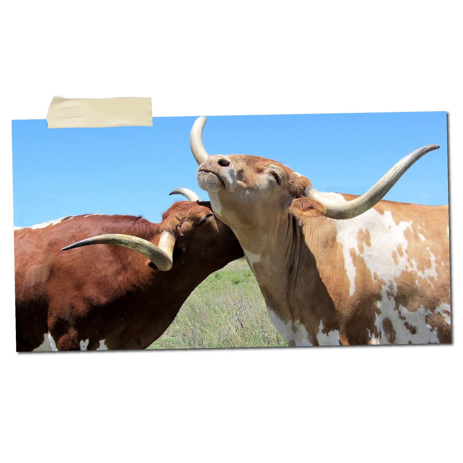 Na zdjęciu widoczne są dwa byki na wolności. Zwierzęta są do siebie zbliżone. Grzeją się na słońcu. W tle widoczne jest błękitne niebo i pastwisko. 