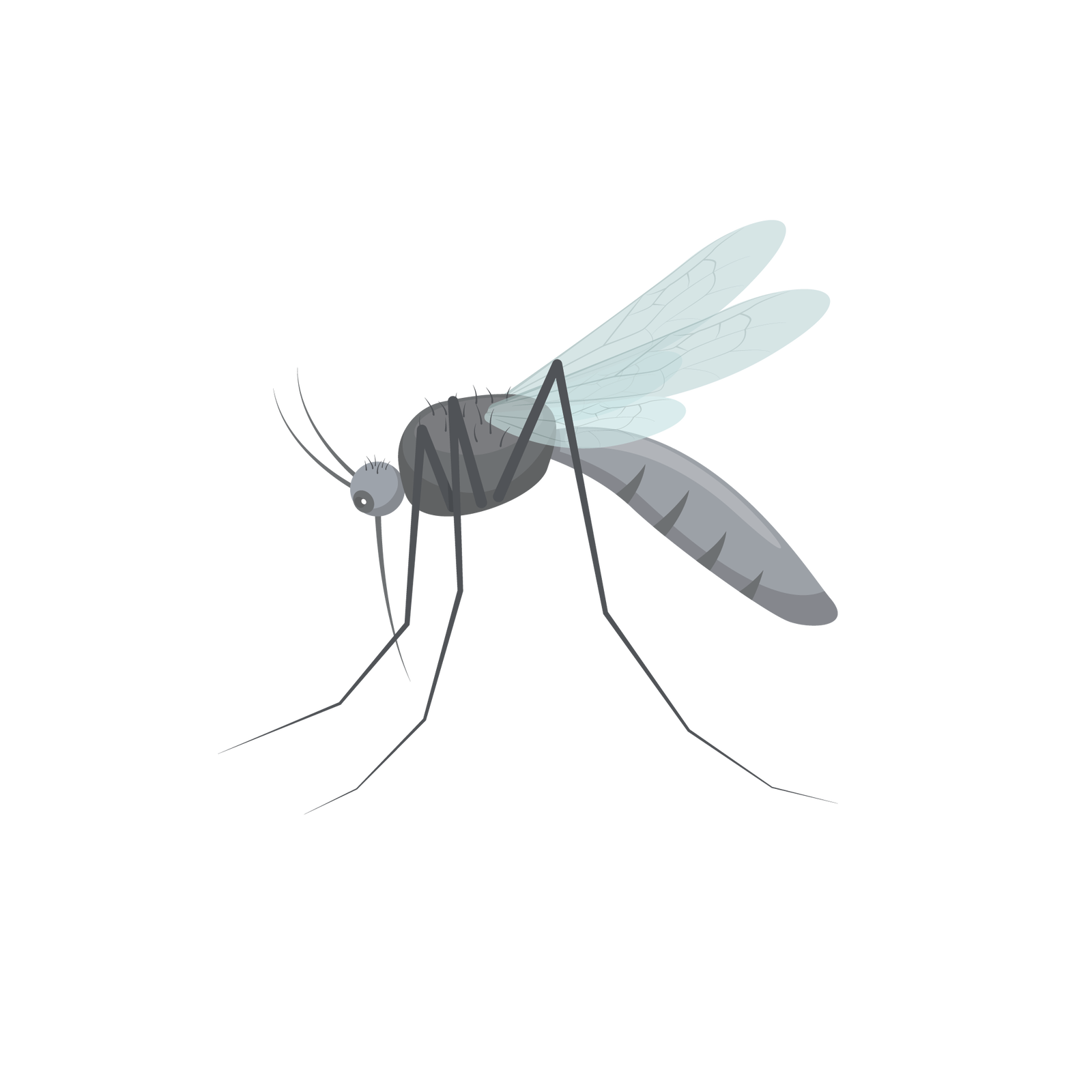 Ilustracja przedstawia komara. Jest to owad posiadający cienkie skrzydełka, długie i cienkie nogi oraz małą głowę zakończoną kłujką, czyli narządem przypominającym kolec, służącym do pozyskiwania pożywienia.