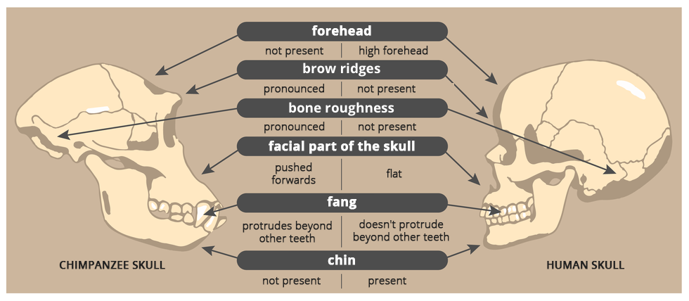 Na ilustracji  znajdują się rysunki dwóch czaszek: z lewej czaszka szympansa, chimpanzee skull z prawej czaszka człowieka, human skull. Między nimi bloki ze strzałkami, wskazującymi podobieństwa.  Czoło, forehead: u szympansa brak, not present, u człowieka wysokie czoło, high forehead. Łuki brwiowe, brow ridges: u szympansa wydatne, pronounced, u człowieka nie występują, not present. Chropowatości kostne, bone roughness: u szympansa wydatne,  pronounced, u człowieka u człowieka nie występują, not present. Twarzowa część czaszki, facial part of the skull: u szympansa wysunięta do przodu, pushed forwards, u człowieka płaska, flat. Kieł, fang: u szympansa wystaje ponad linię zębów, protrudes beyond other teeth, u człowieka nie wystaje ponad linię zębów, doesn’t protrude beyond other teeth. Broda, chin: u szympansa nie występuje, not present, u człowieka występuje, present.