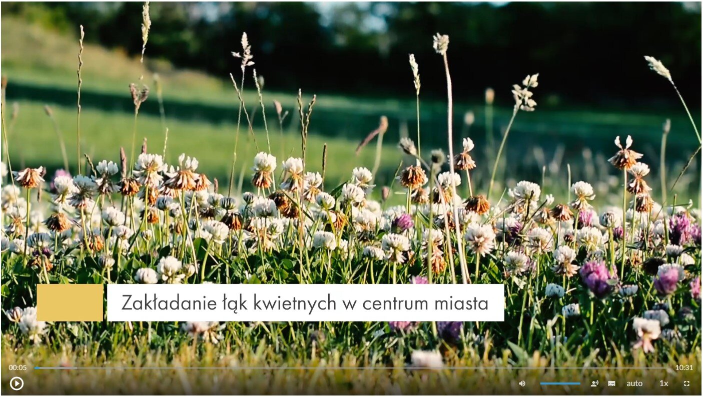 Przykładowy wygląd ekranu filmu. Znajduje się na nim plansza tytułowa. Jest to fotografia przedstawiająca łąkę kwietną, którą porasta koniczyna biała oraz czerwona. Na jej tle umieszczony został biały prostokąt z tytułem filmu: Zakładanie łąk kwietnych w centrum miasta. W lewym dolnym rogu ekranu filmu umieszczony jest przycisk służący do odtwarzania i zatrzymywania filmu. W prawym dolnym rogu ekranu umieszczono szereg różnych przycisków. Odpowiedzialne są one za uruchamianie napisów, zmianę głośności, zmianę jakości wyświetlanego materiału, zmianę szybkości odtwarzania oraz włączenie lub wyłączenie trybu pełnoekranowego.