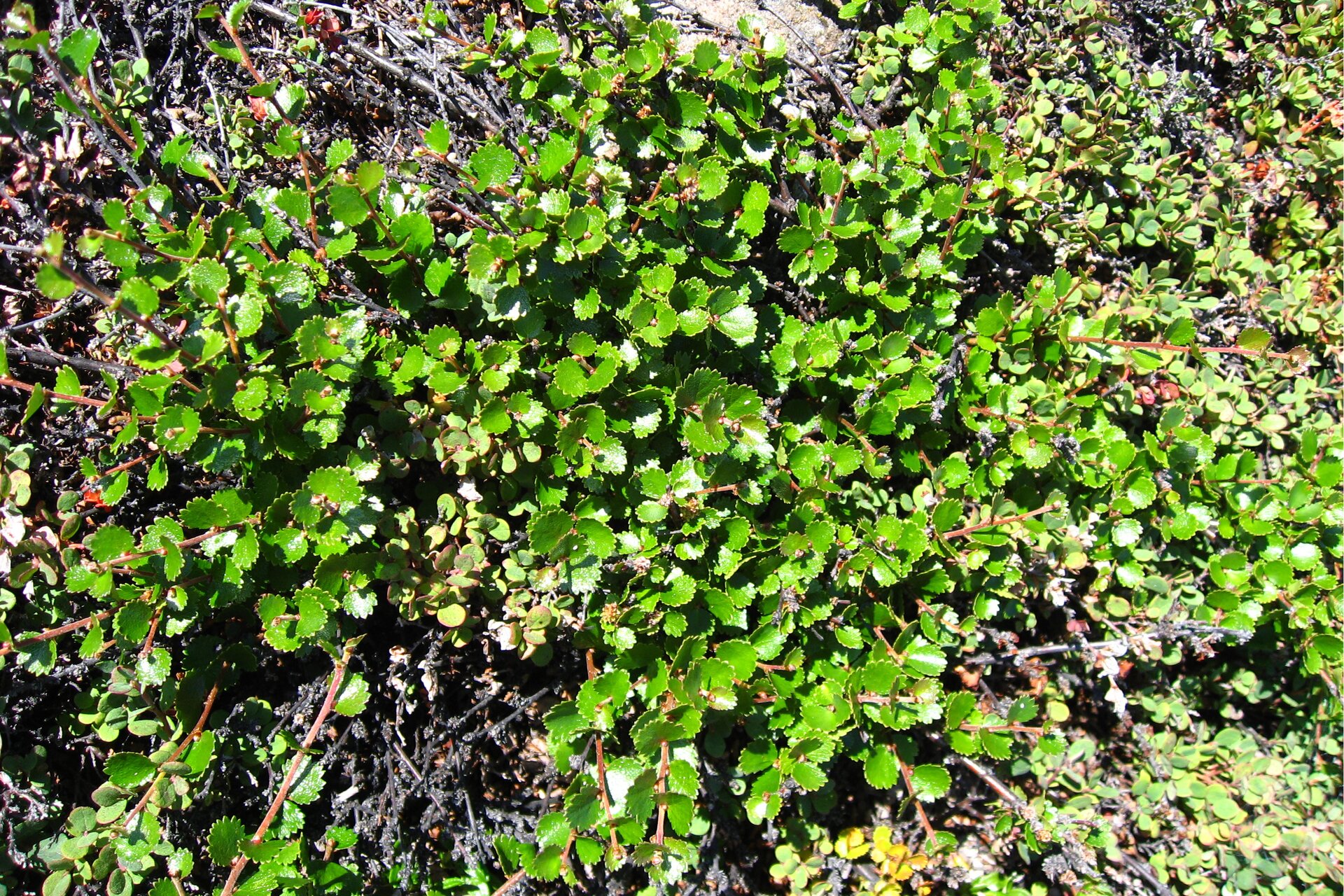Fotografia prezentuje widok z góry na niewielkich rozmiarów zieloną brzozę karłowatą. Posiada ona gęste, małe, okrągławe listki i o falistych krawędziach.