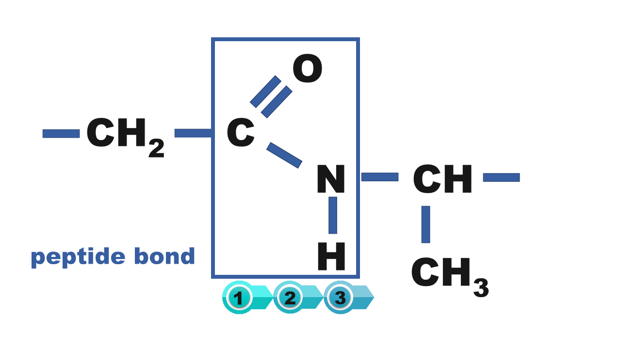 Rysunek przedstawiający wiązanie peptydowe, peptide bond. Wiązanie peptydowe łączy grupę α-aminową jednego aminokwasu z grupą α-karboksylową drugiego aminokwasu.